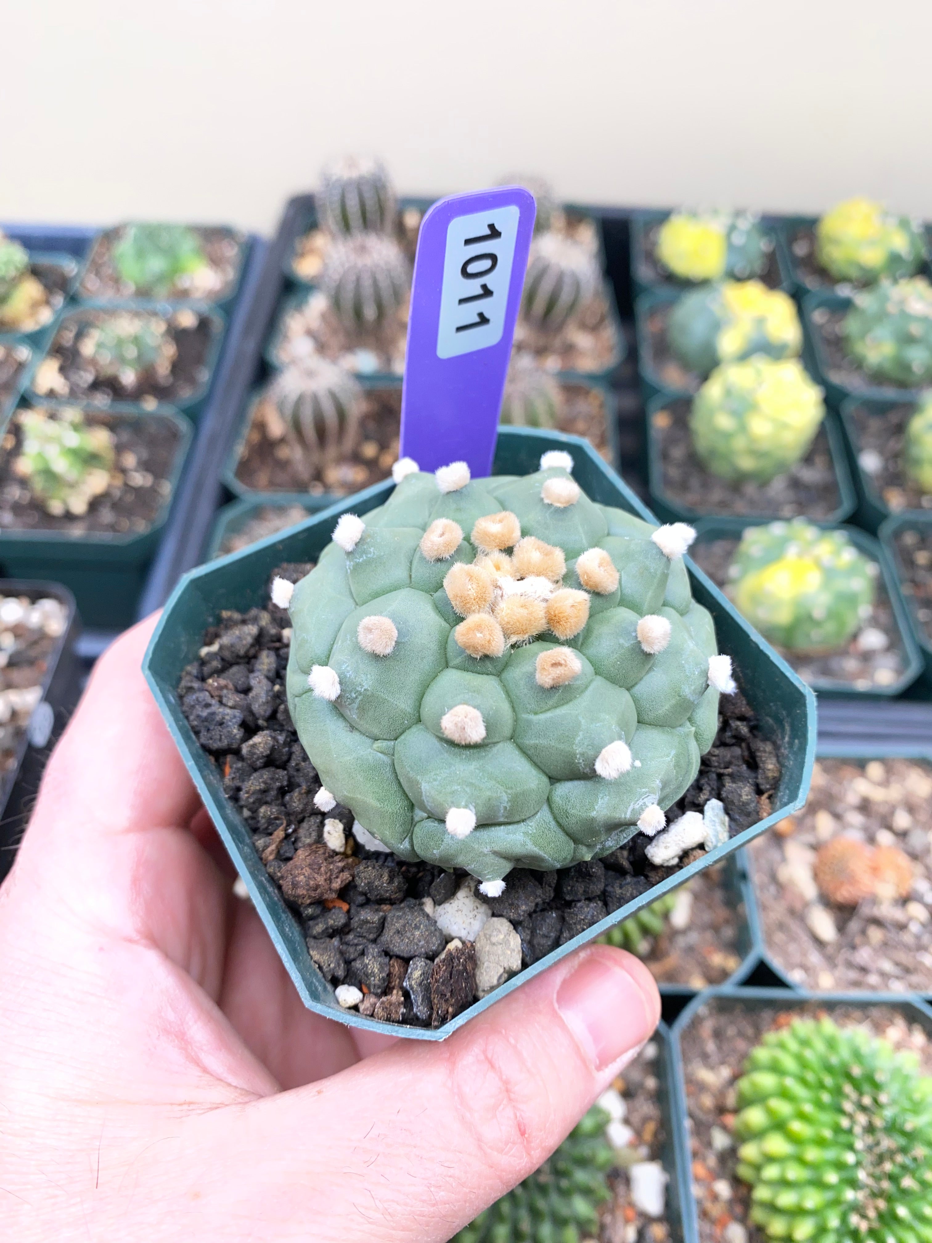 Astrophytum Asterias cv. Kikko