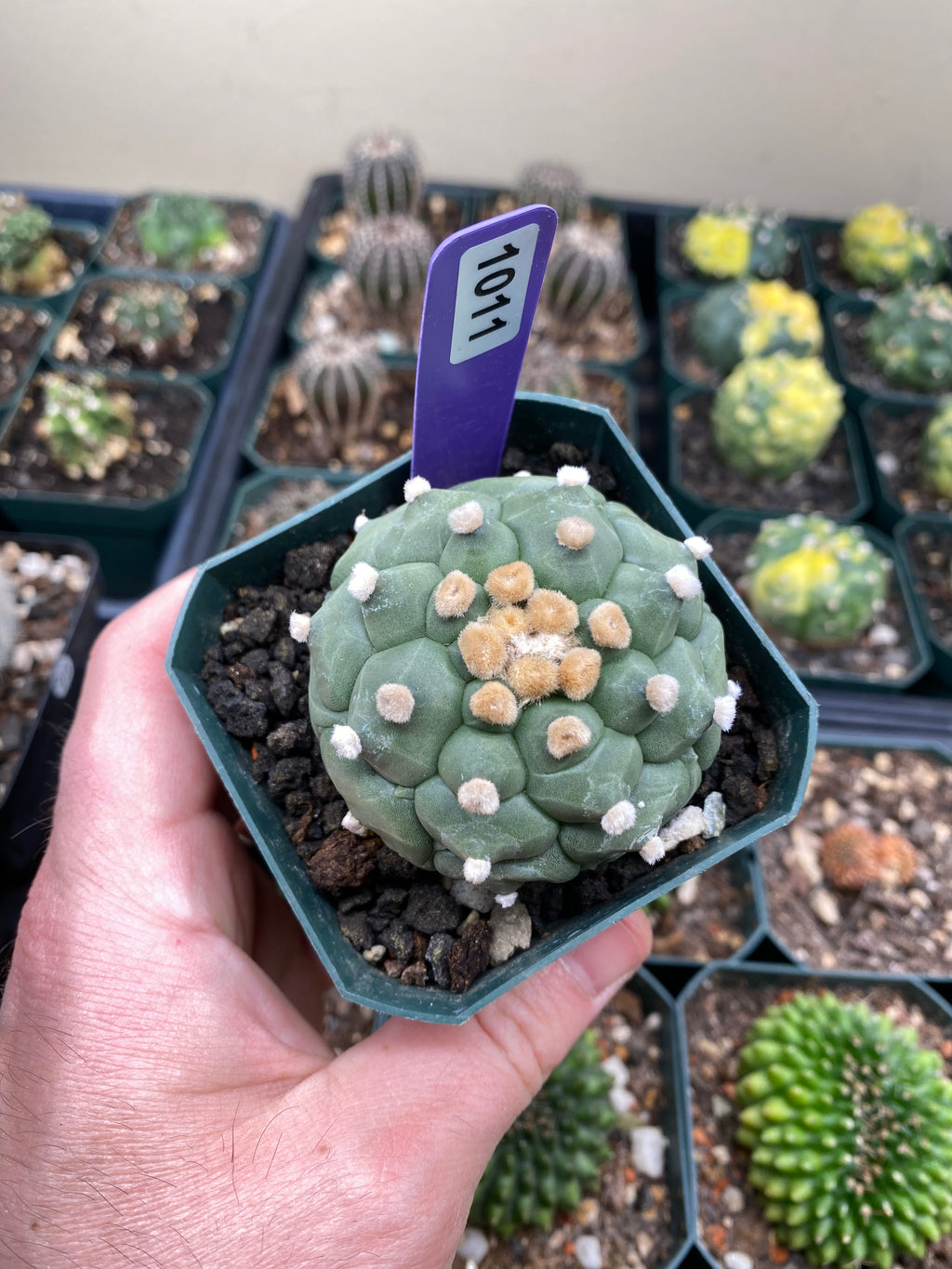 Astrophytum Asterias cv. Kikko