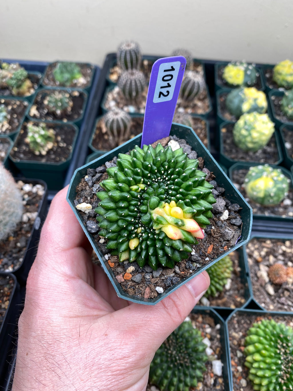 Gymnocalycium Crestata Variegated Cactus