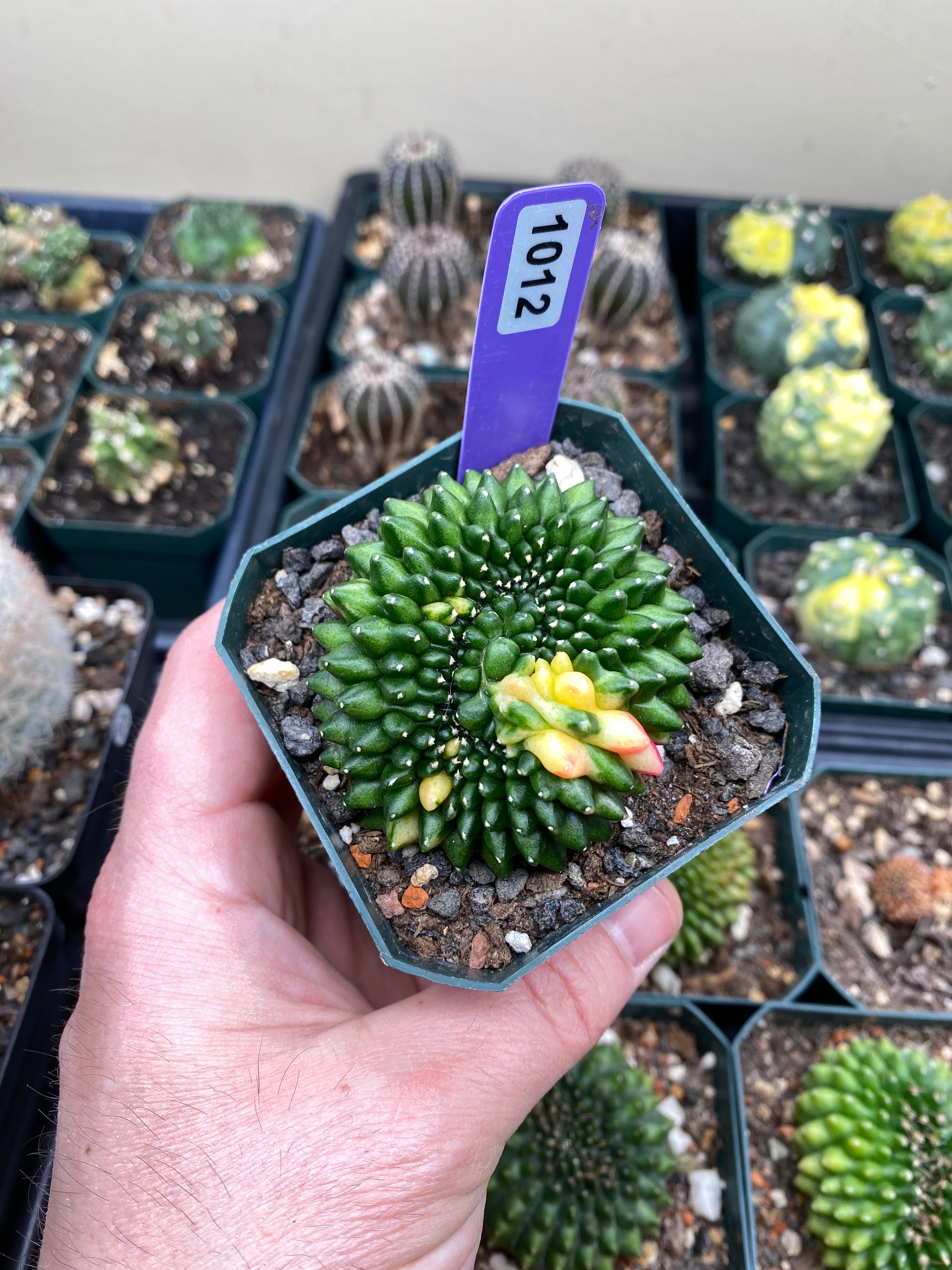 Gymnocalycium Crestata Variegated