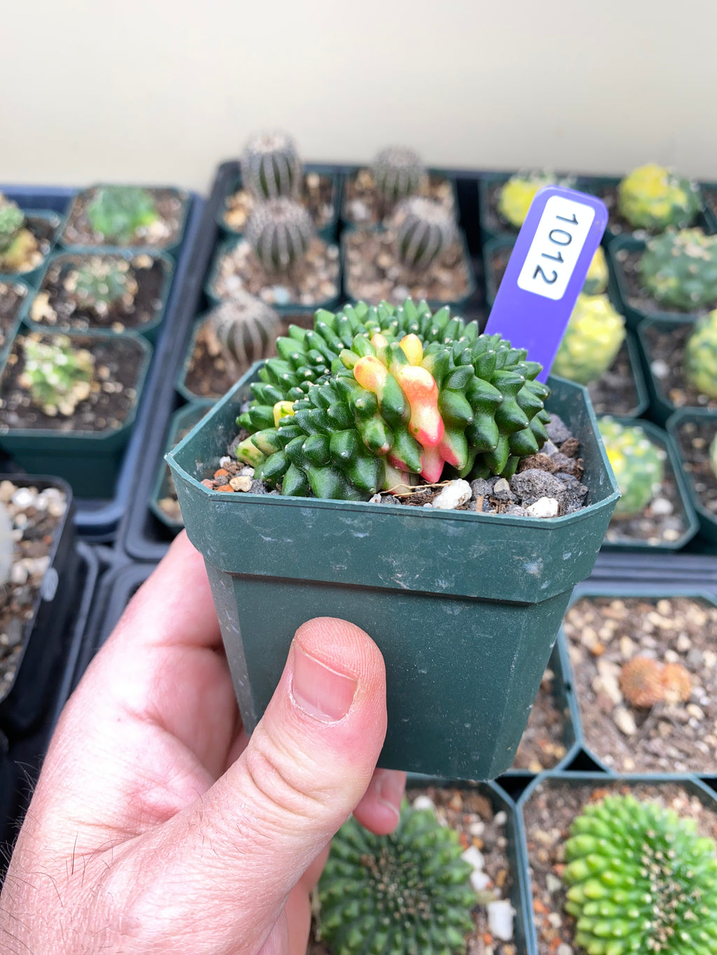 Gymnocalycium Crestata Variegated Cactus
