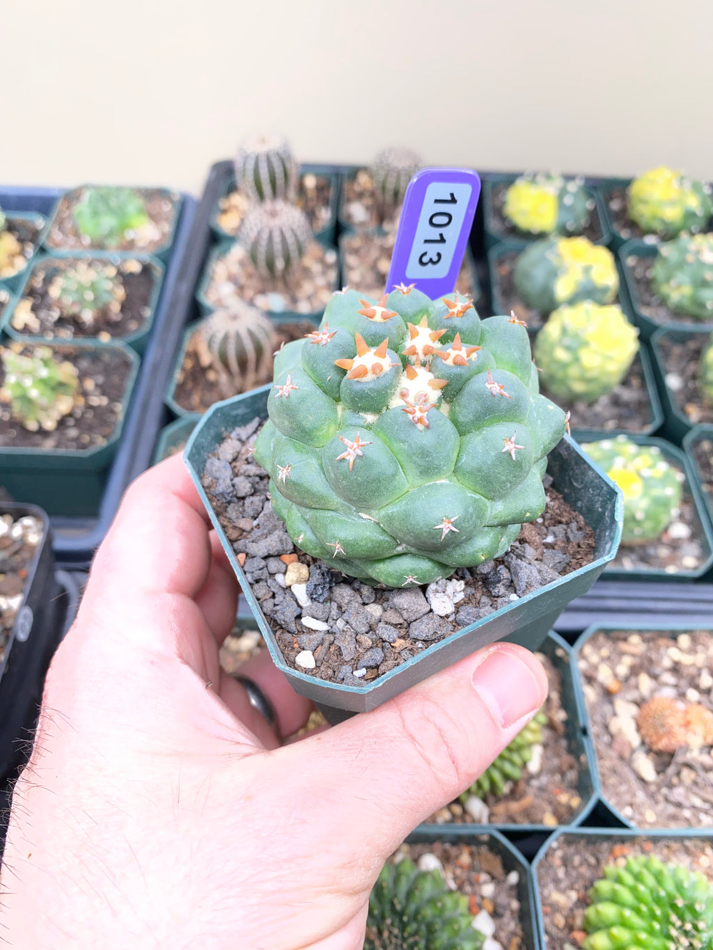 Coryphantha Elephantidens cv. Titan Cactus