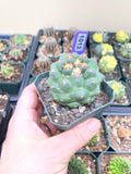 Coryphantha Elephantidens cv. Titan Cactus
