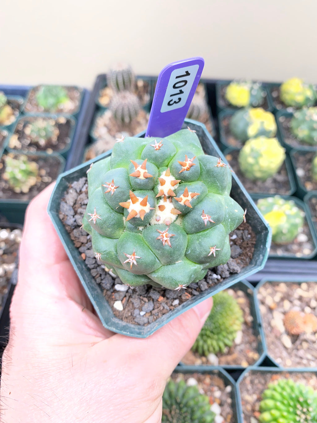 Coryphantha Elephantidens cv. Titan Cactus