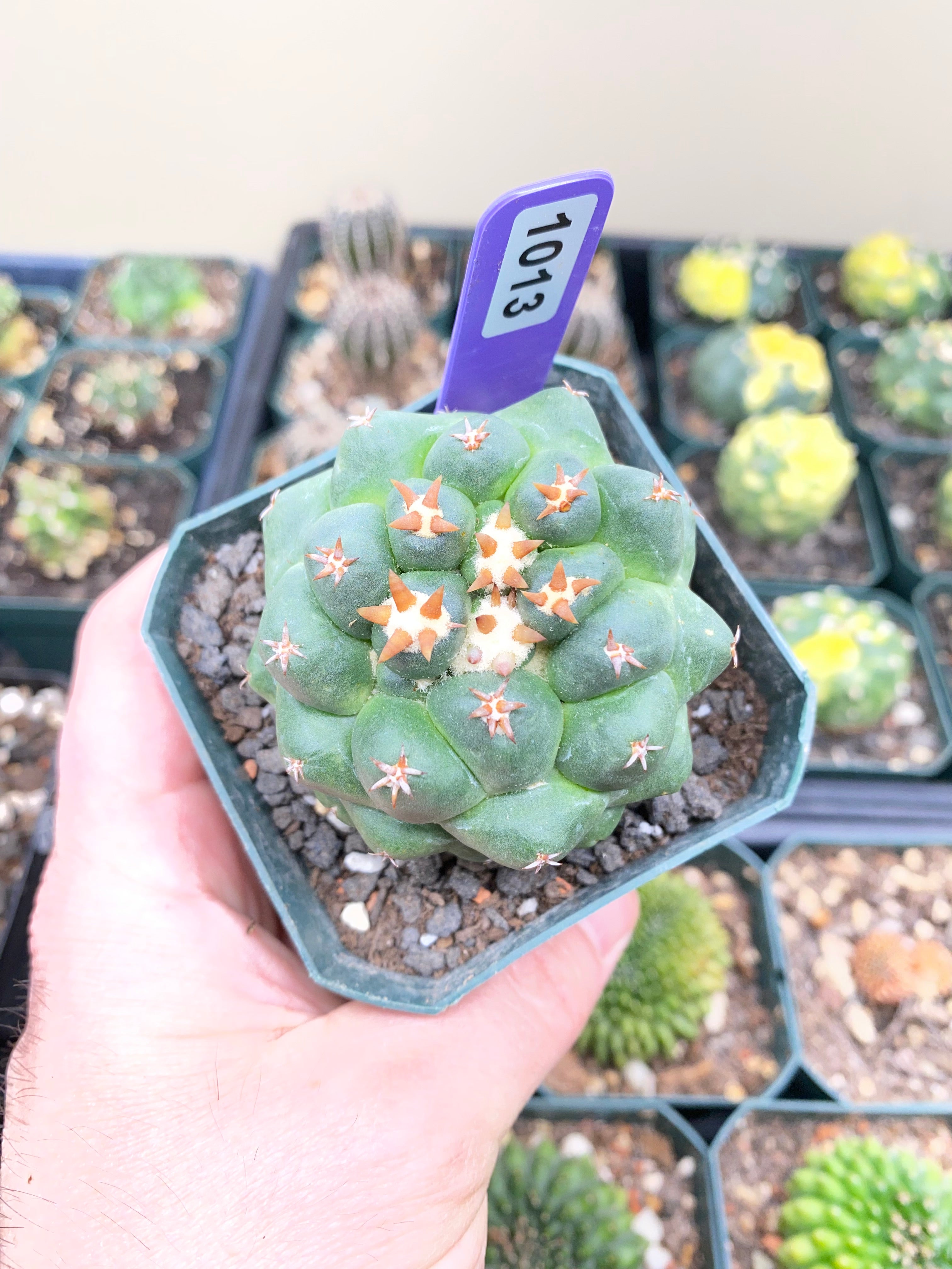 Coryphantha Elephantidens cv. Titan