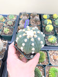 Astrophytum Asterias cv. Oooibo Cactus