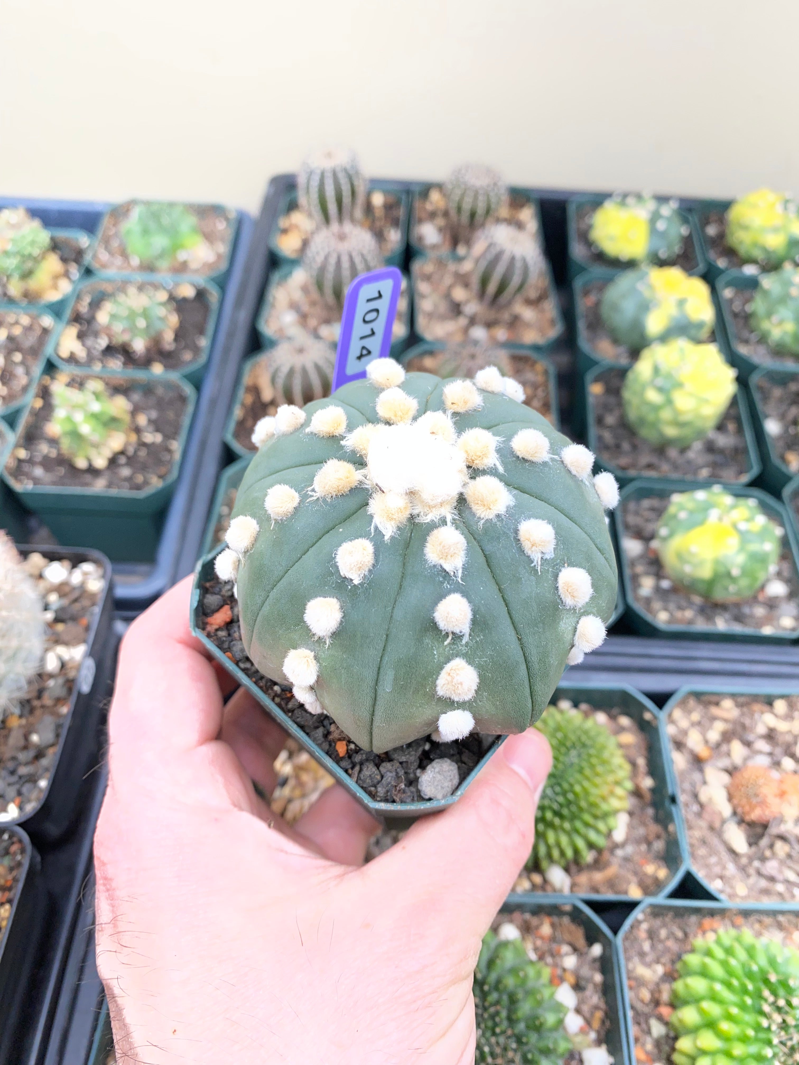 Astrophytum Asterias cv. Oooibo