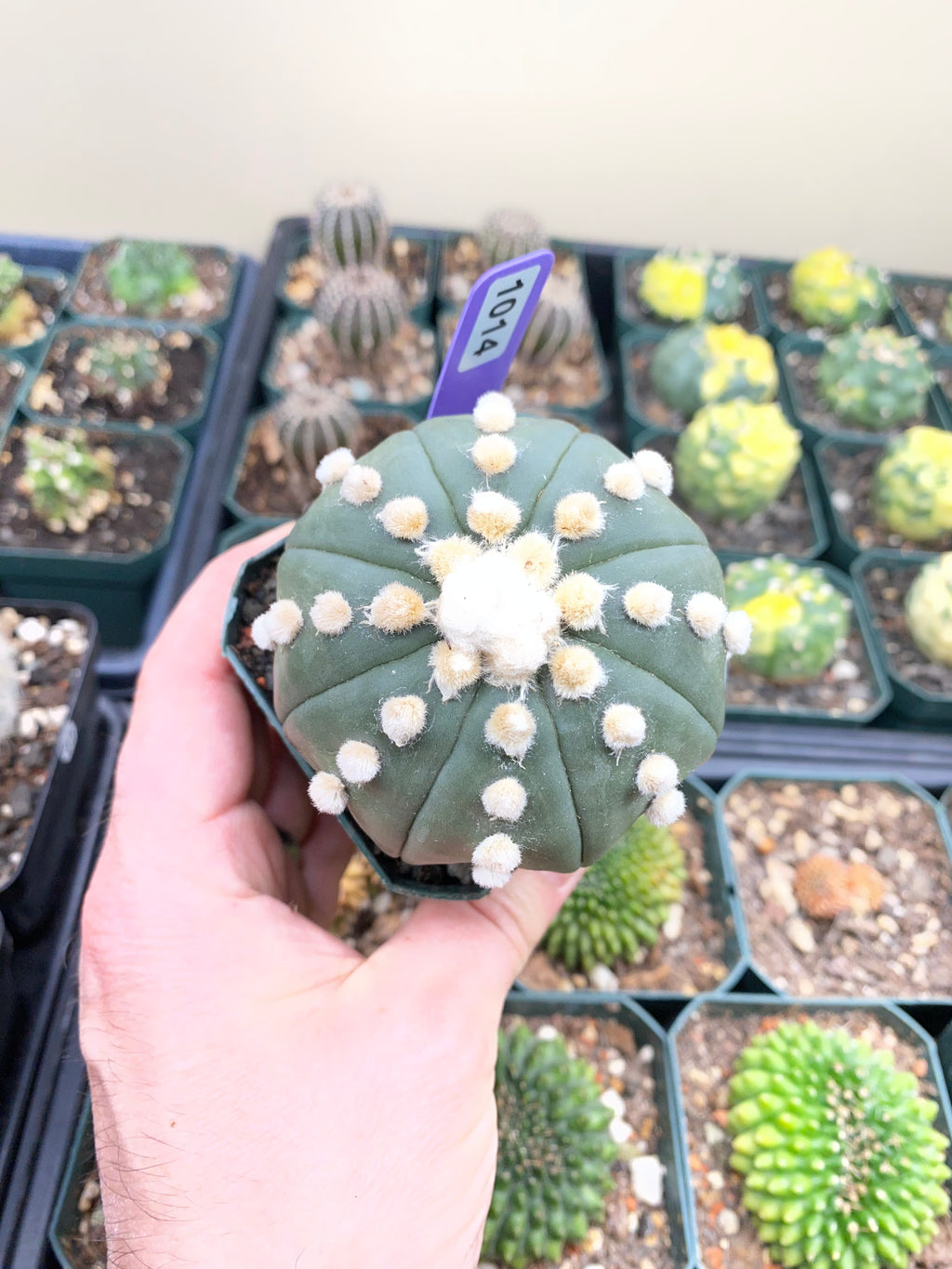 Astrophytum Asterias cv. Oooibo Cactus