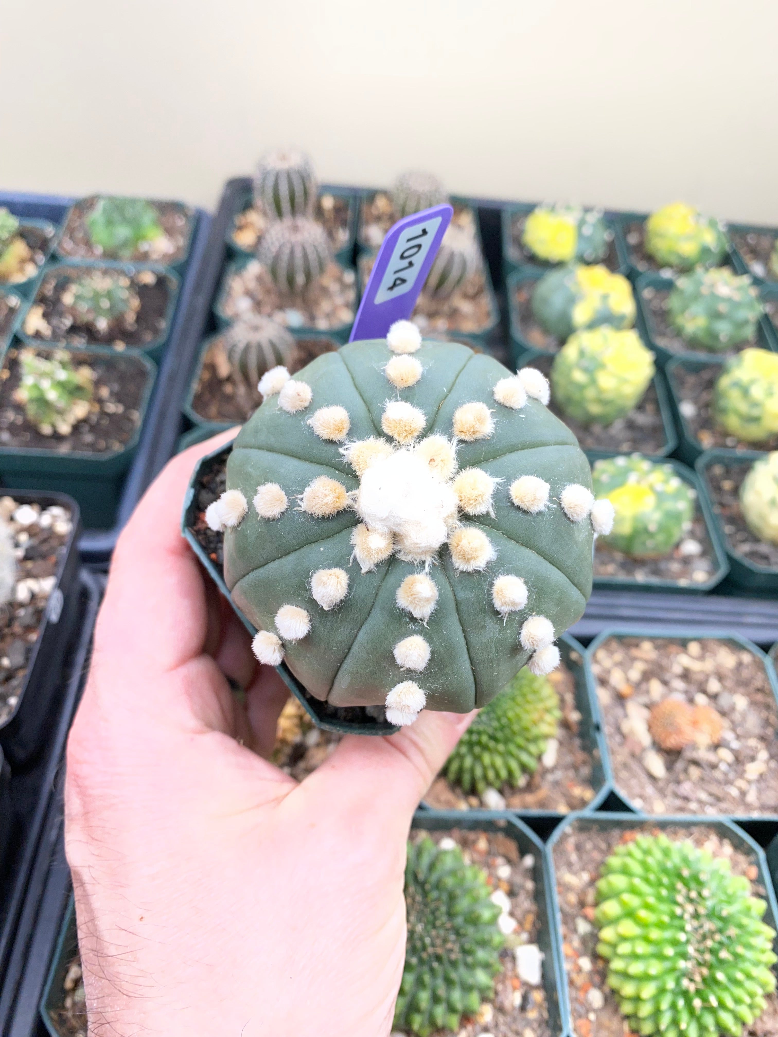 Astrophytum Asterias cv. Oooibo