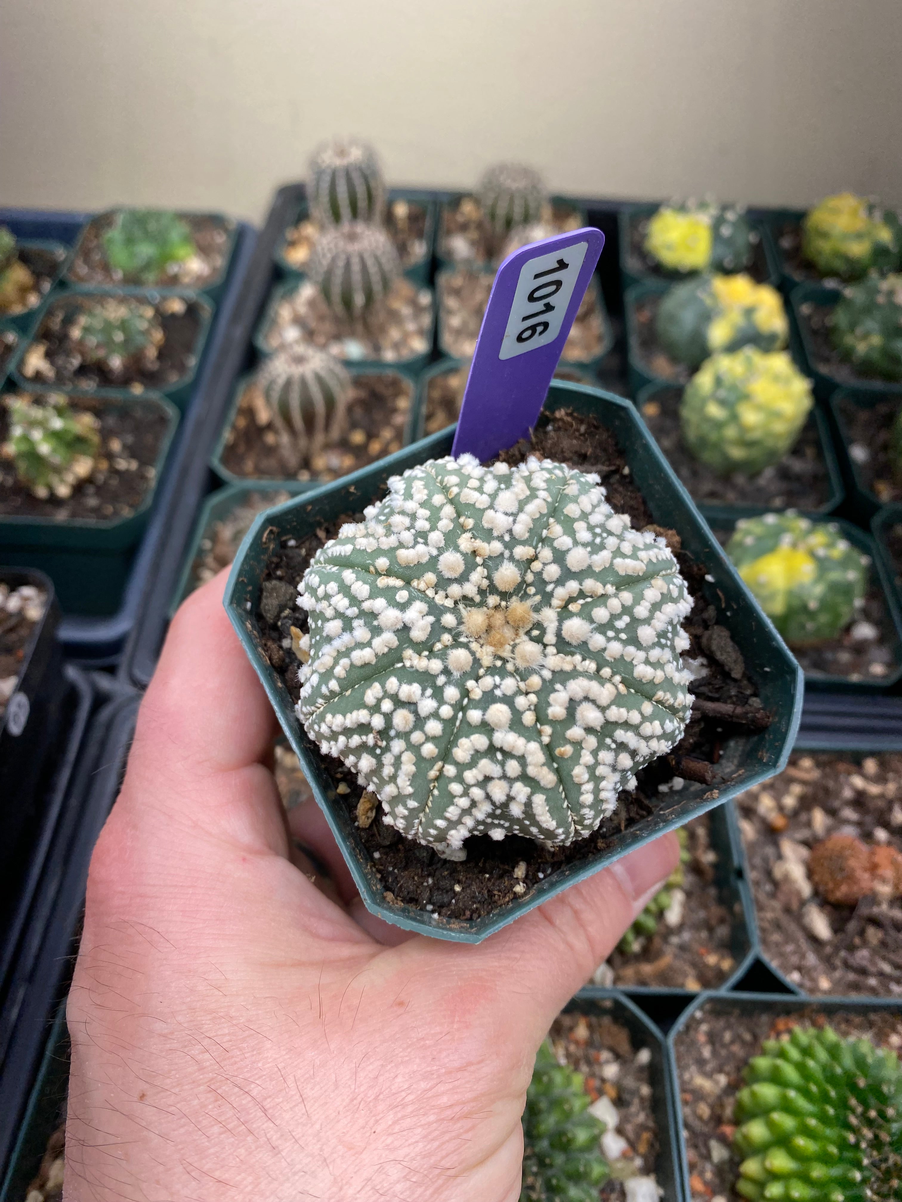 Astrophytum Asterias cv. Hanazono