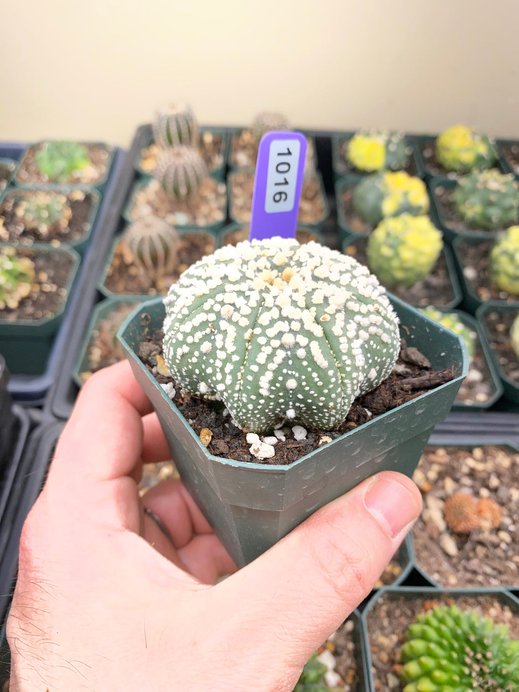 Astrophytum Asterias cv. Hanazono Cactus