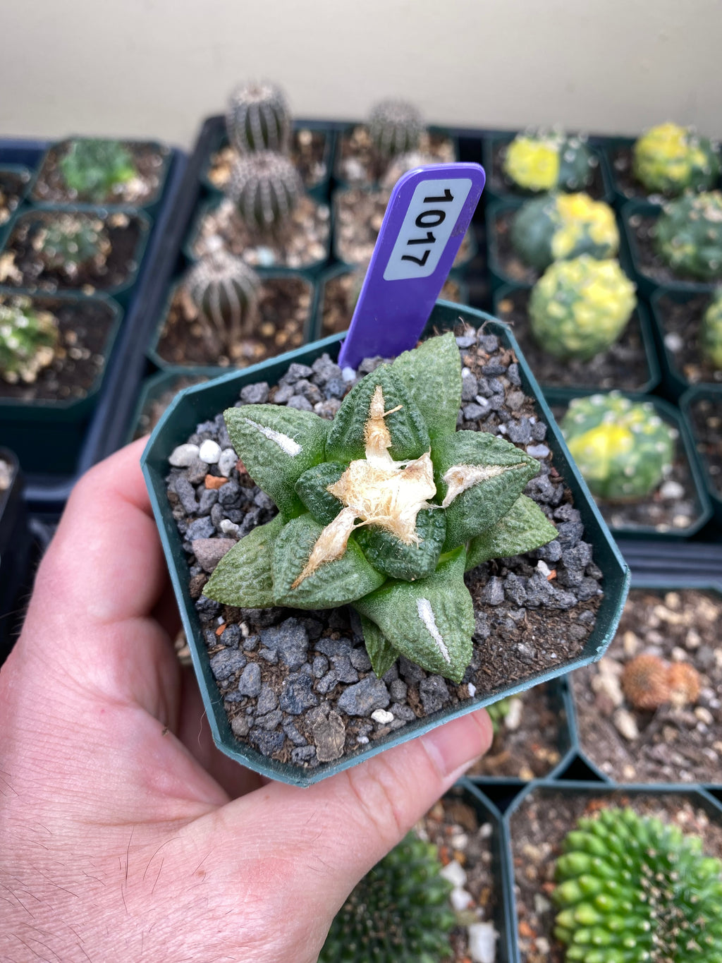 Ariocarpus Hintonii Cactus