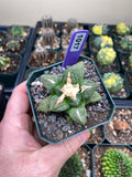 Ariocarpus Hintonii Cactus