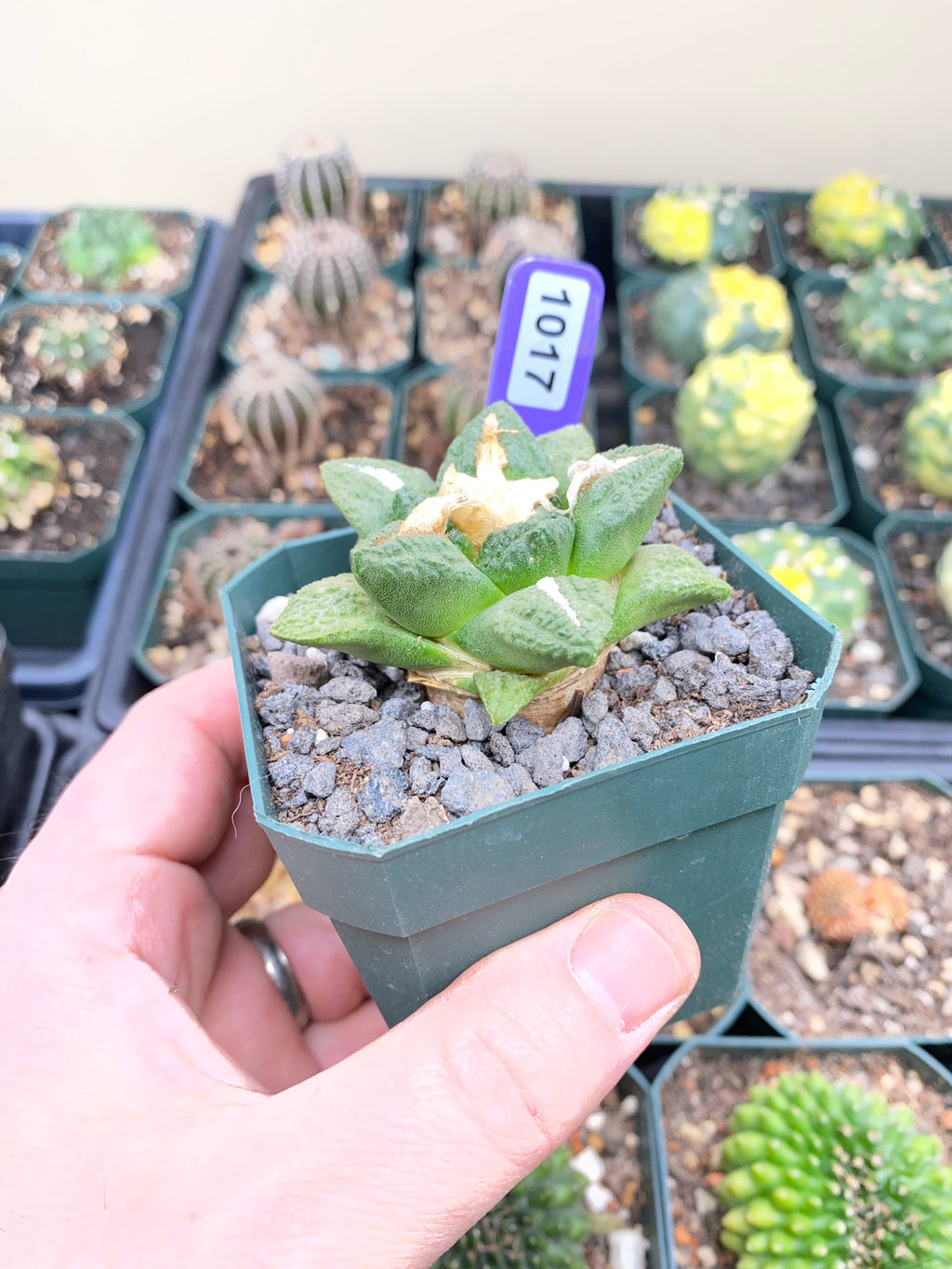 Ariocarpus Hintonii Cactus