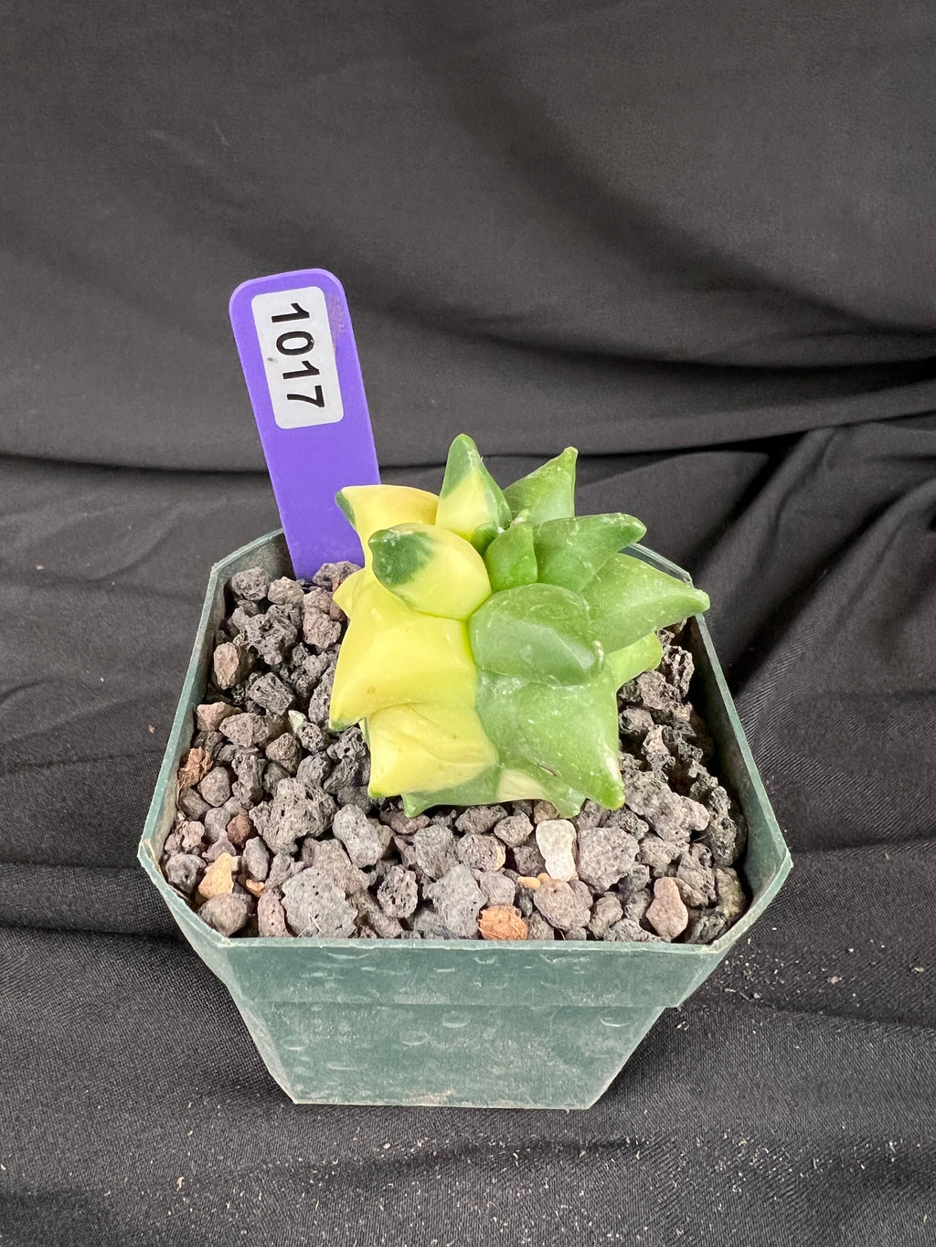 Astrophytum Myriostigma cv. Kikko Variegated cactus - 1017