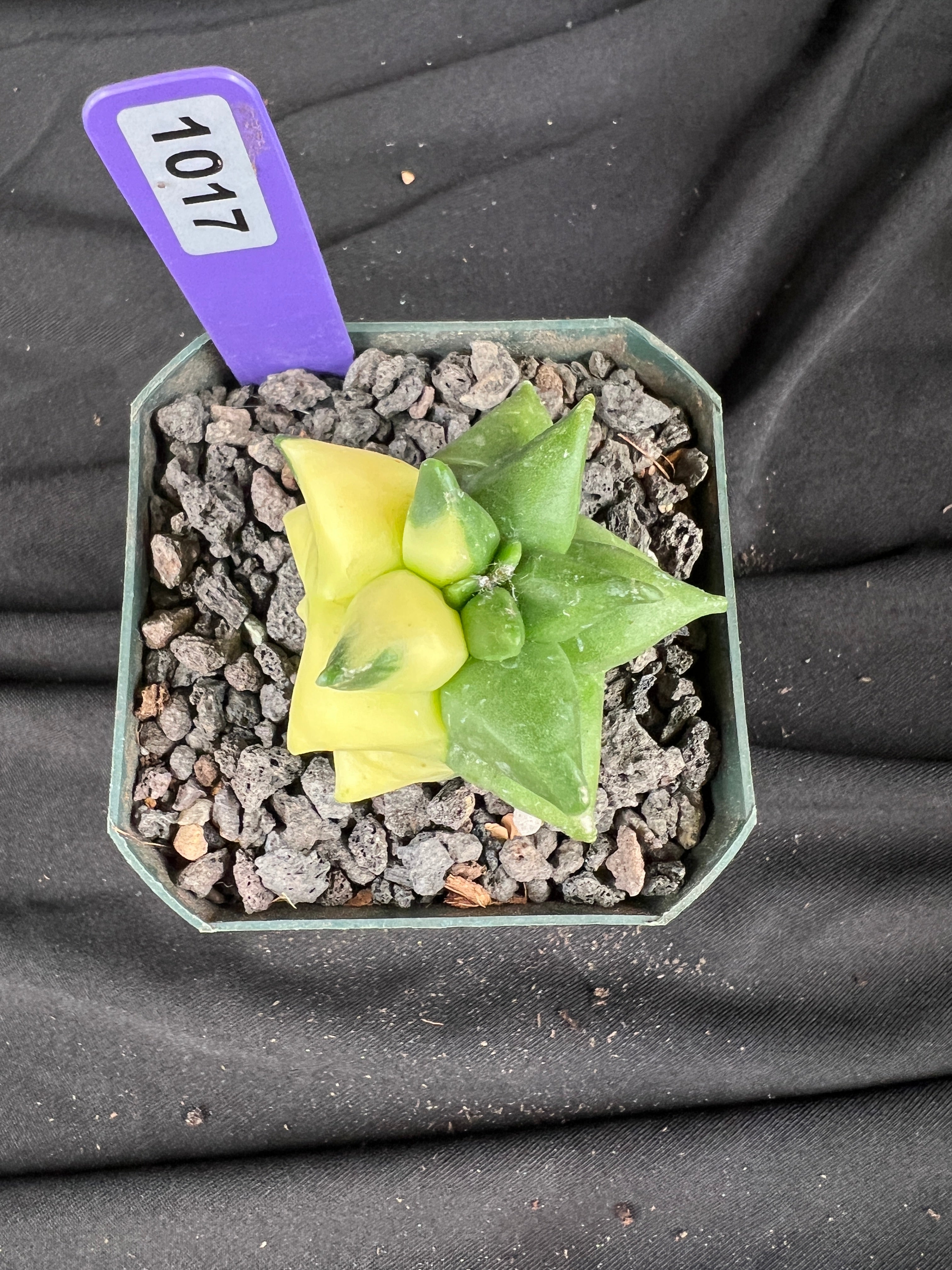 Astrophytum Myriostigma cv. Kikko Variegated cactus - 1017