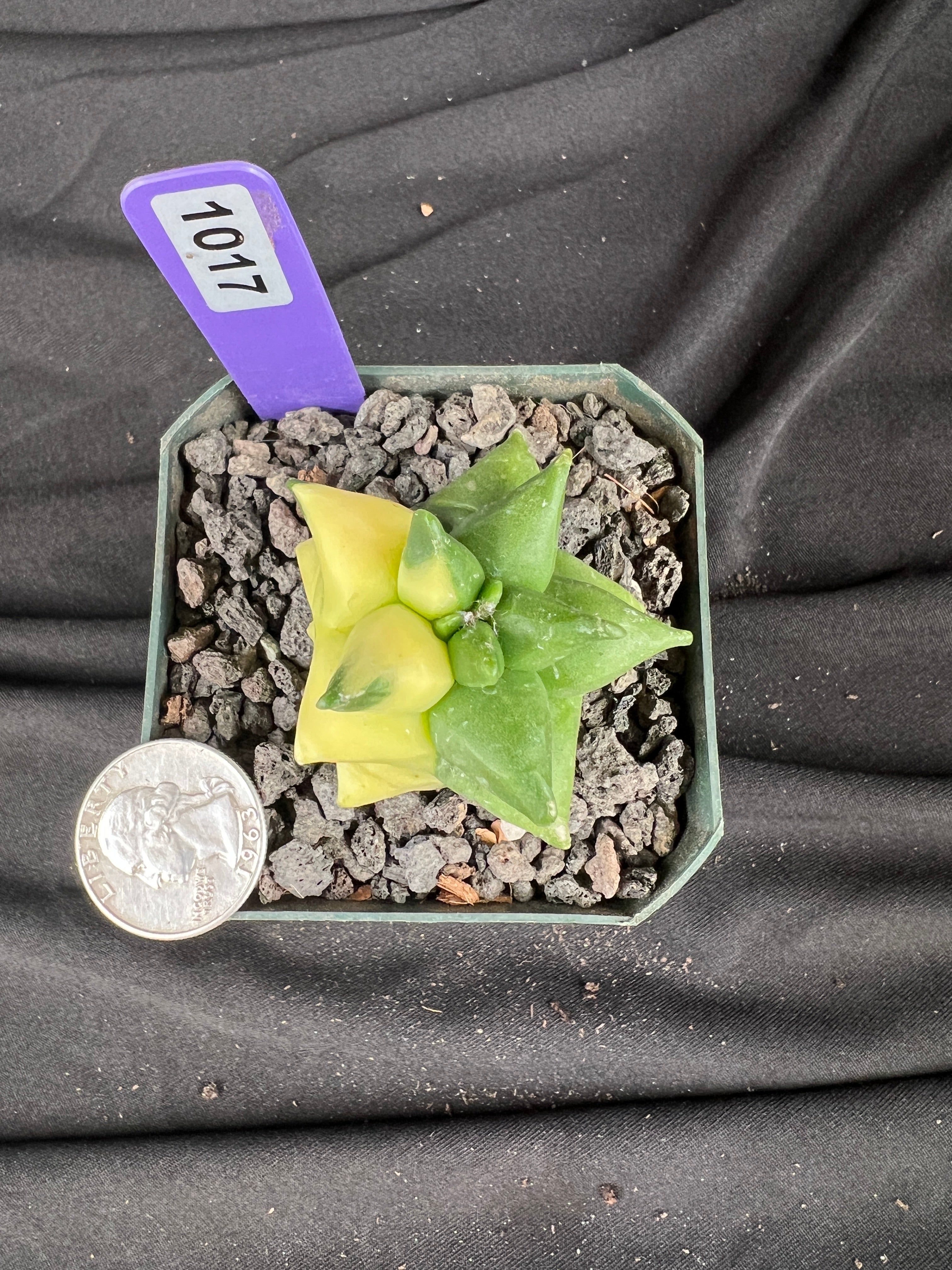 Astrophytum Myriostigma cv. Kikko Variegated cactus - 1017
