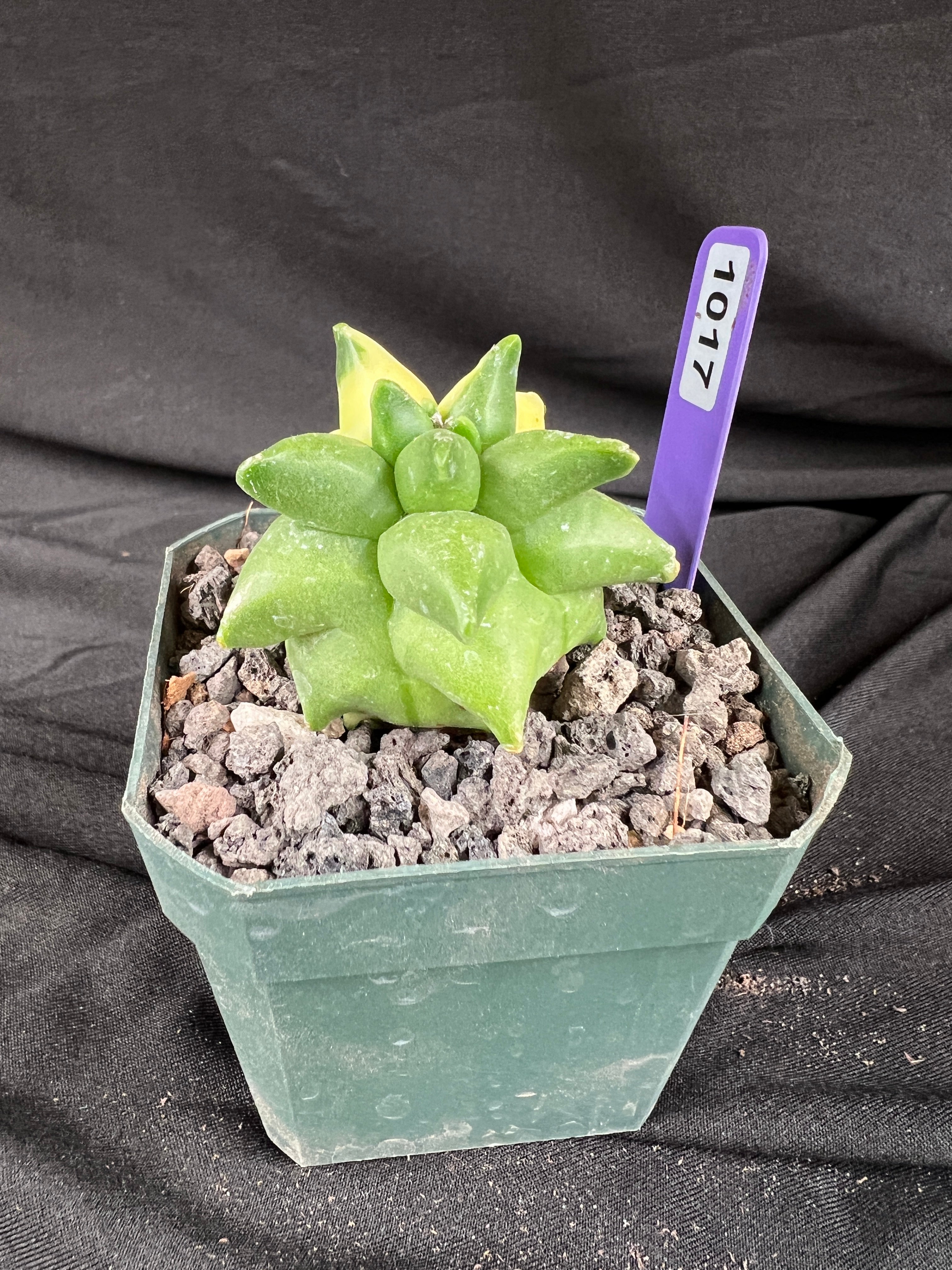 Astrophytum Myriostigma cv. Kikko Variegated cactus - 1017
