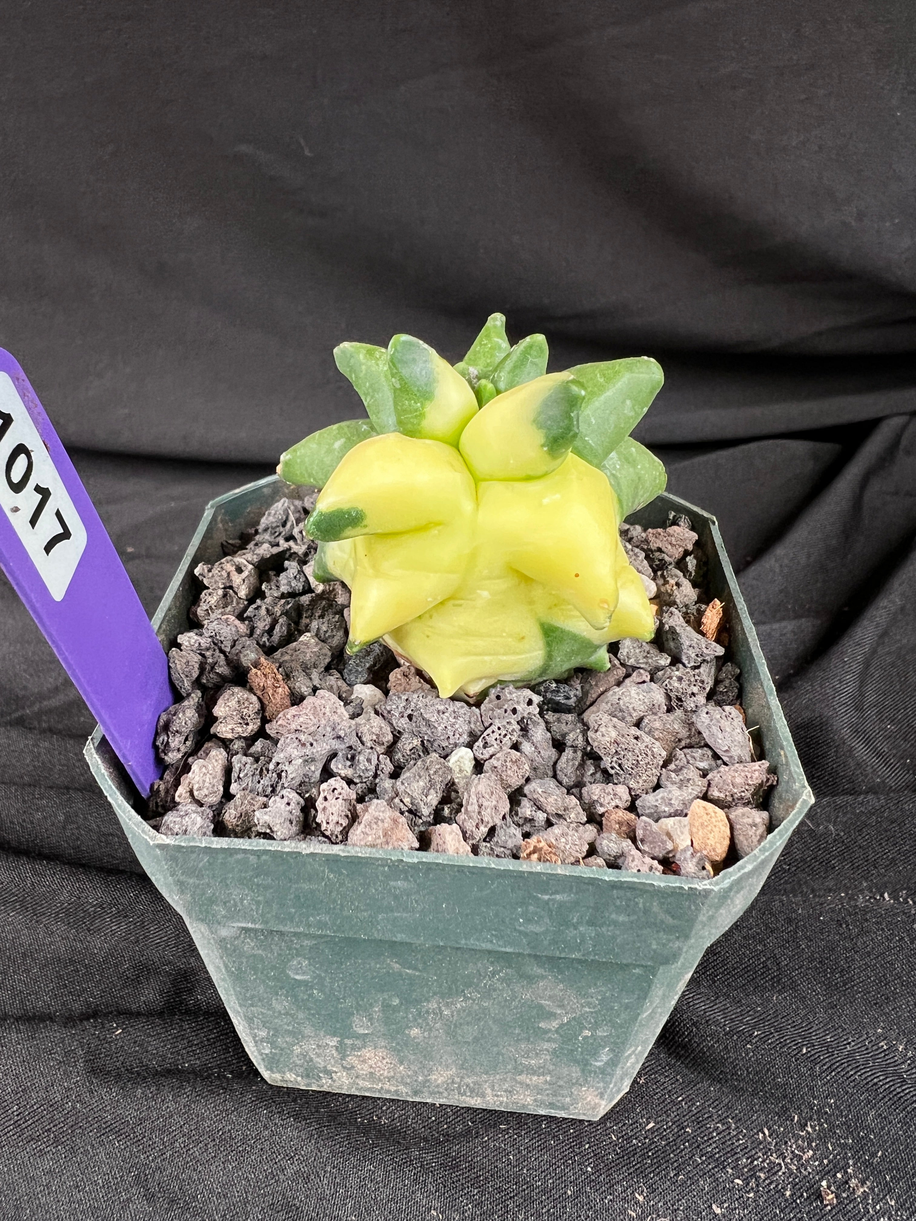 Astrophytum Myriostigma cv. Kikko Variegated cactus - 1017