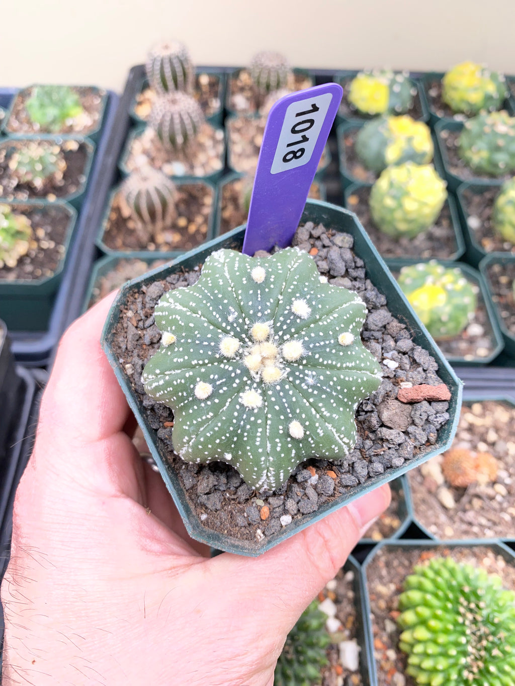 Astrophytum Asterias Star Shape Type Cactus