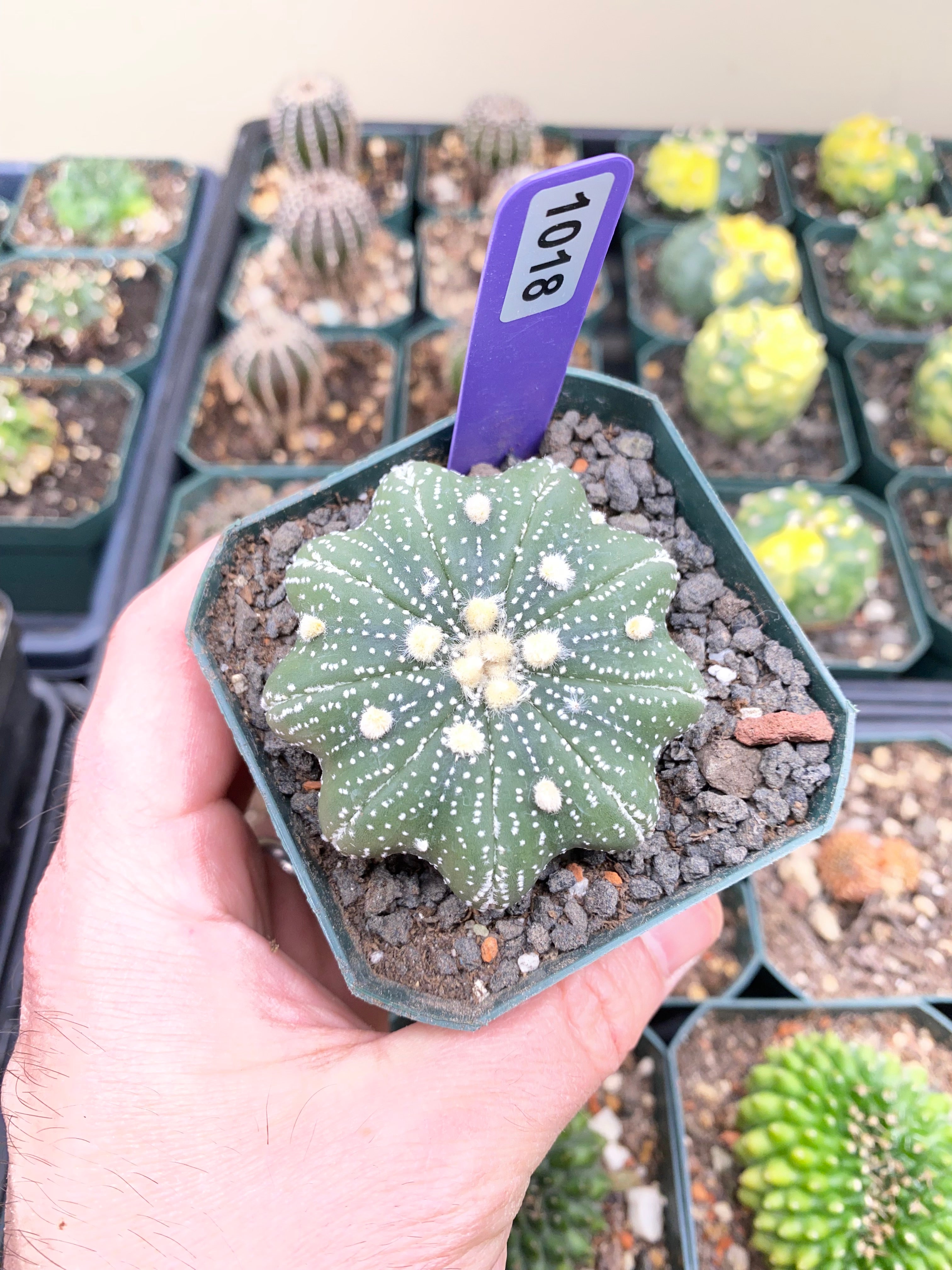 Astrophytum Asterias Star Shape Type