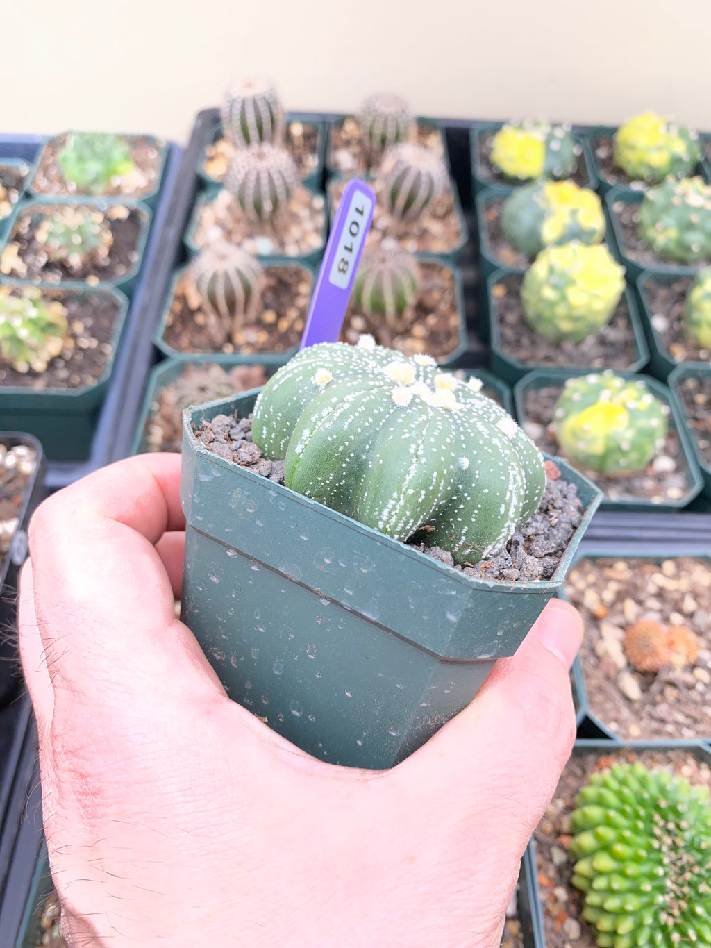 Astrophytum Asterias Star Shape Type Cactus