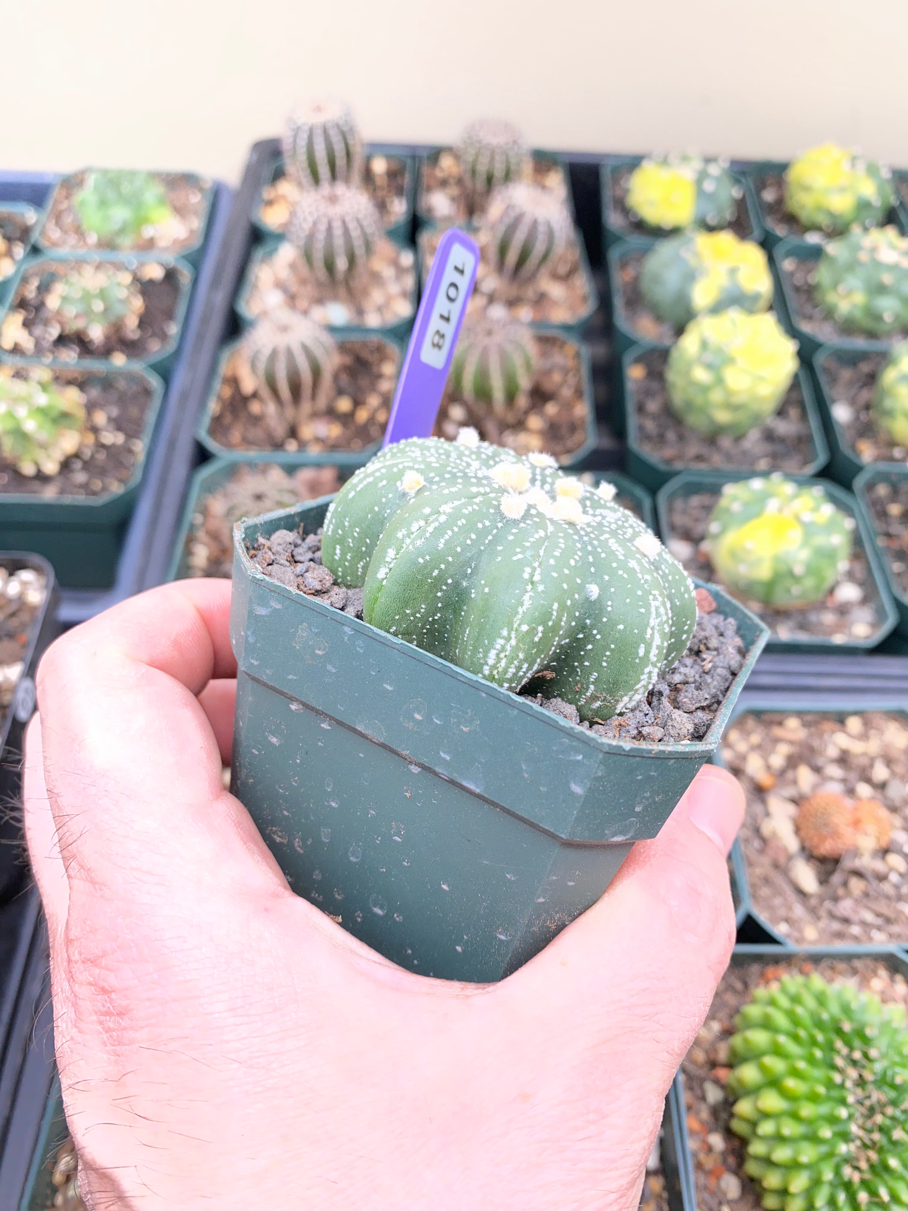 Astrophytum Asterias Star Shape Type