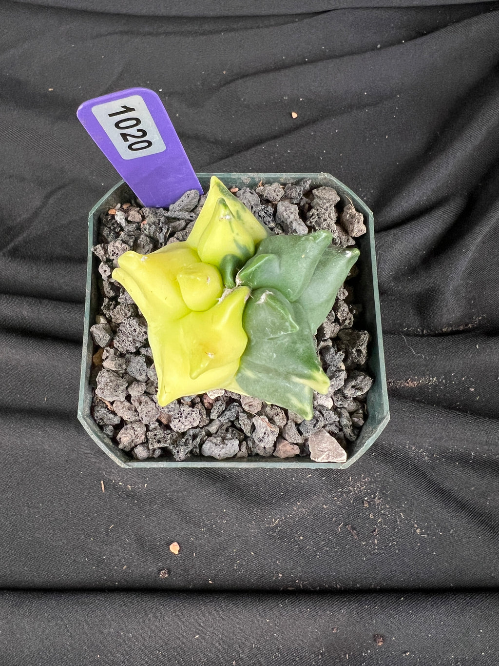 Astrophytum Myriostigma cv. Kikko Variegated cactus - 1020