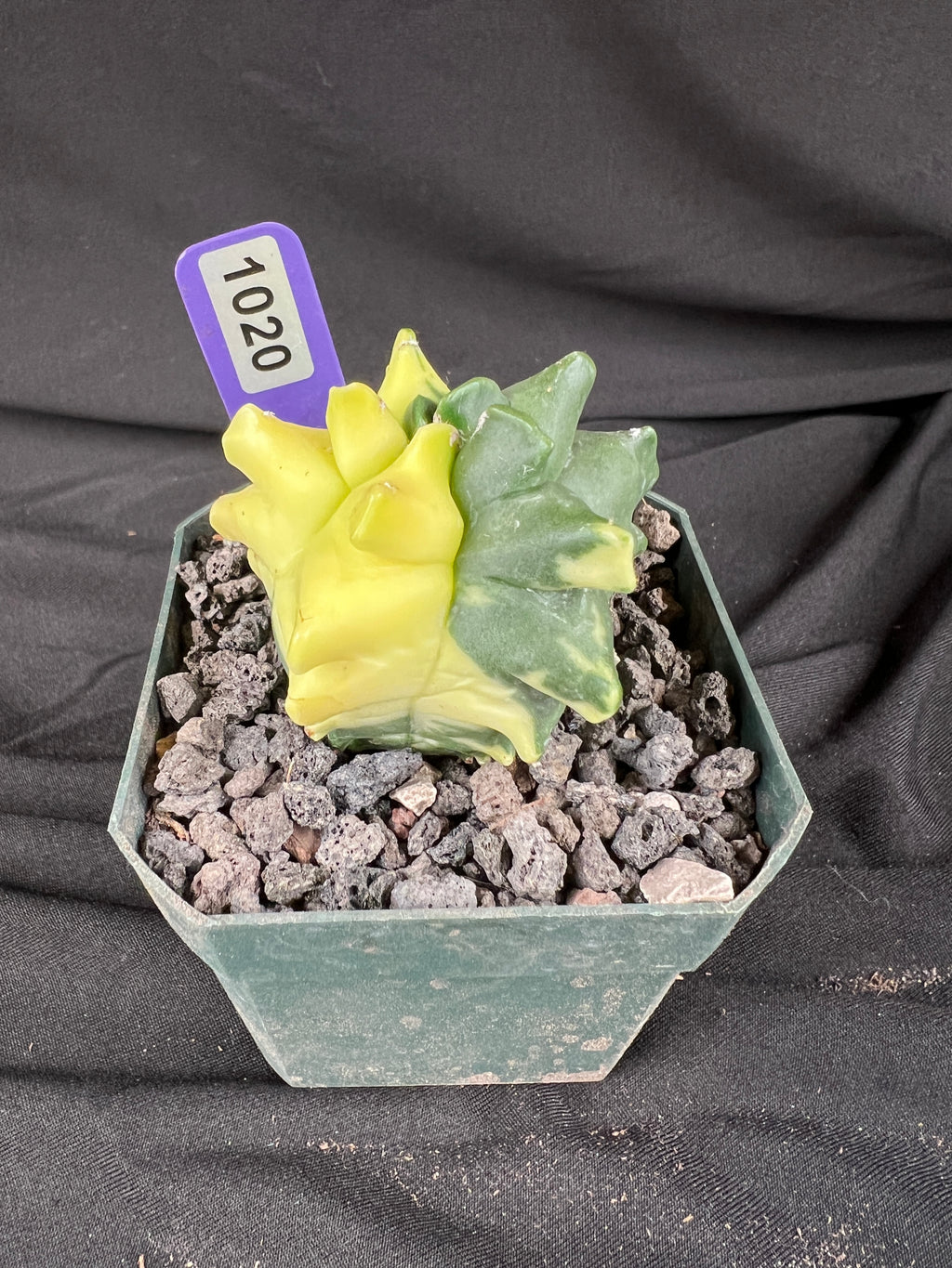Astrophytum Myriostigma cv. Kikko Variegated cactus - 1020