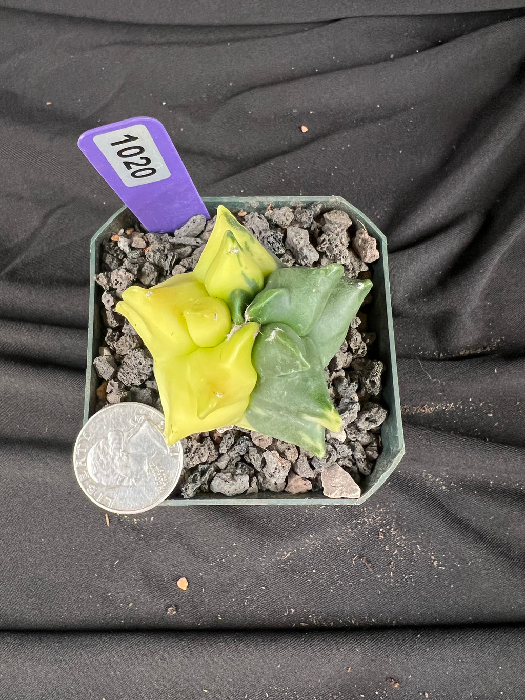 Astrophytum Myriostigma cv. Kikko Variegated cactus - 1020