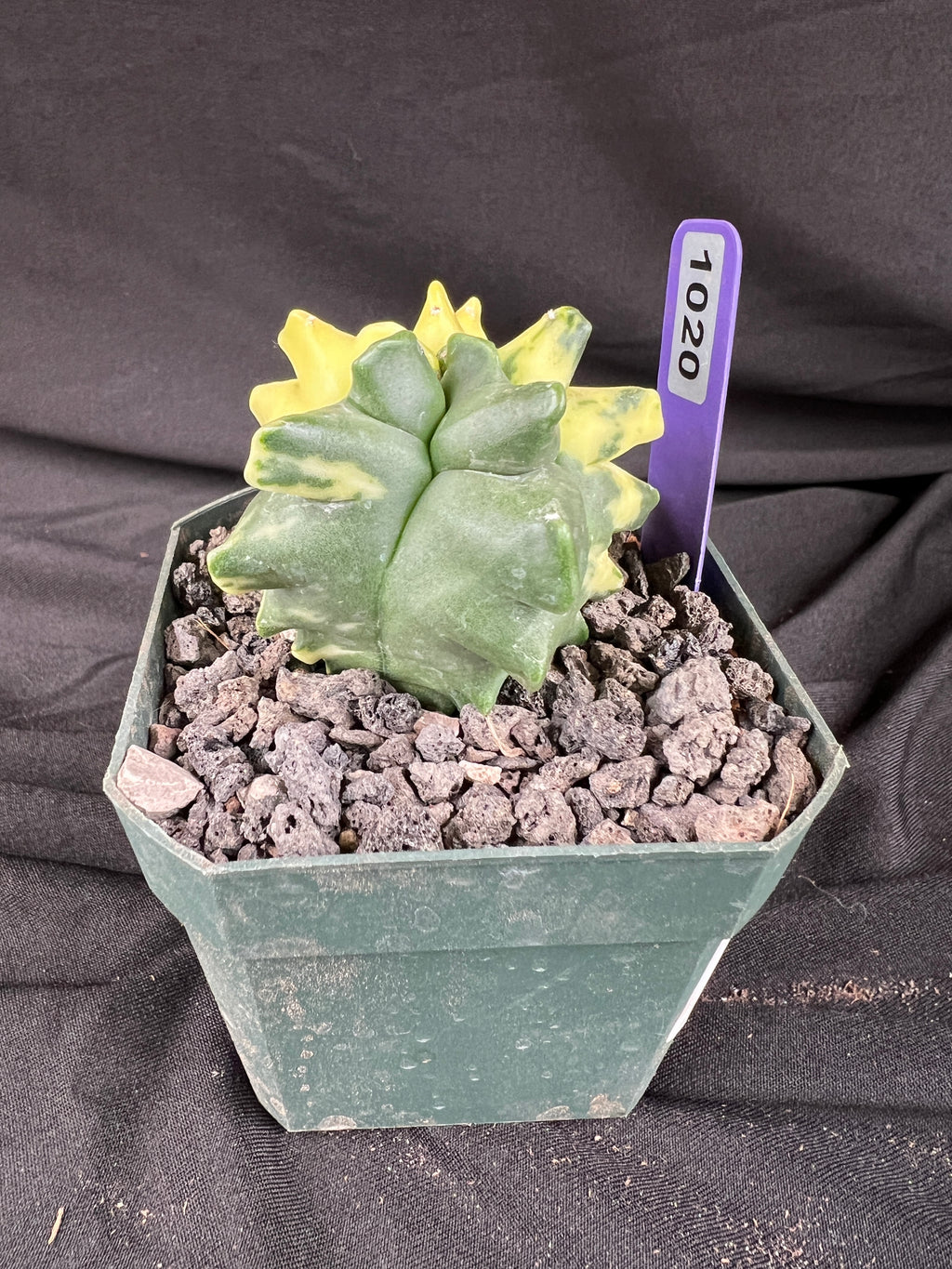 Astrophytum Myriostigma cv. Kikko Variegated cactus - 1020