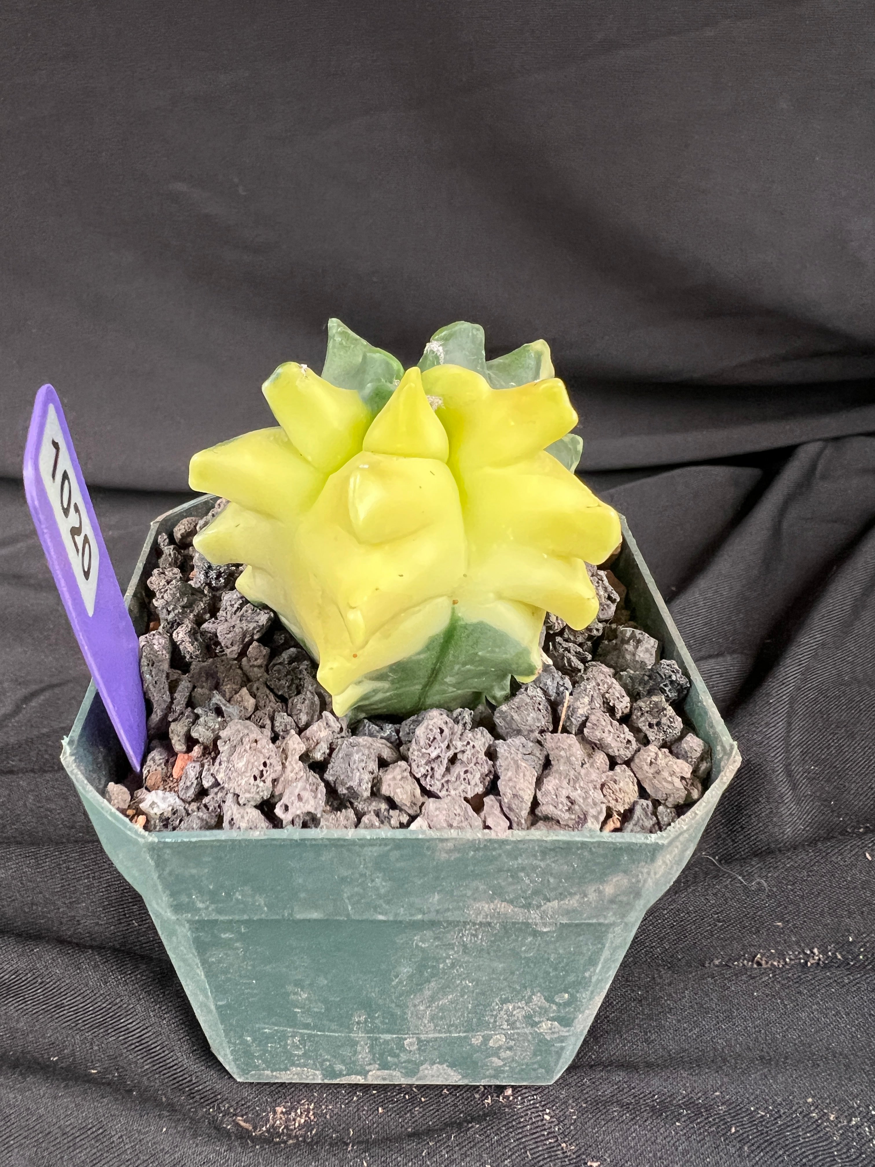 Astrophytum Myriostigma cv. Kikko Variegated cactus - 1020
