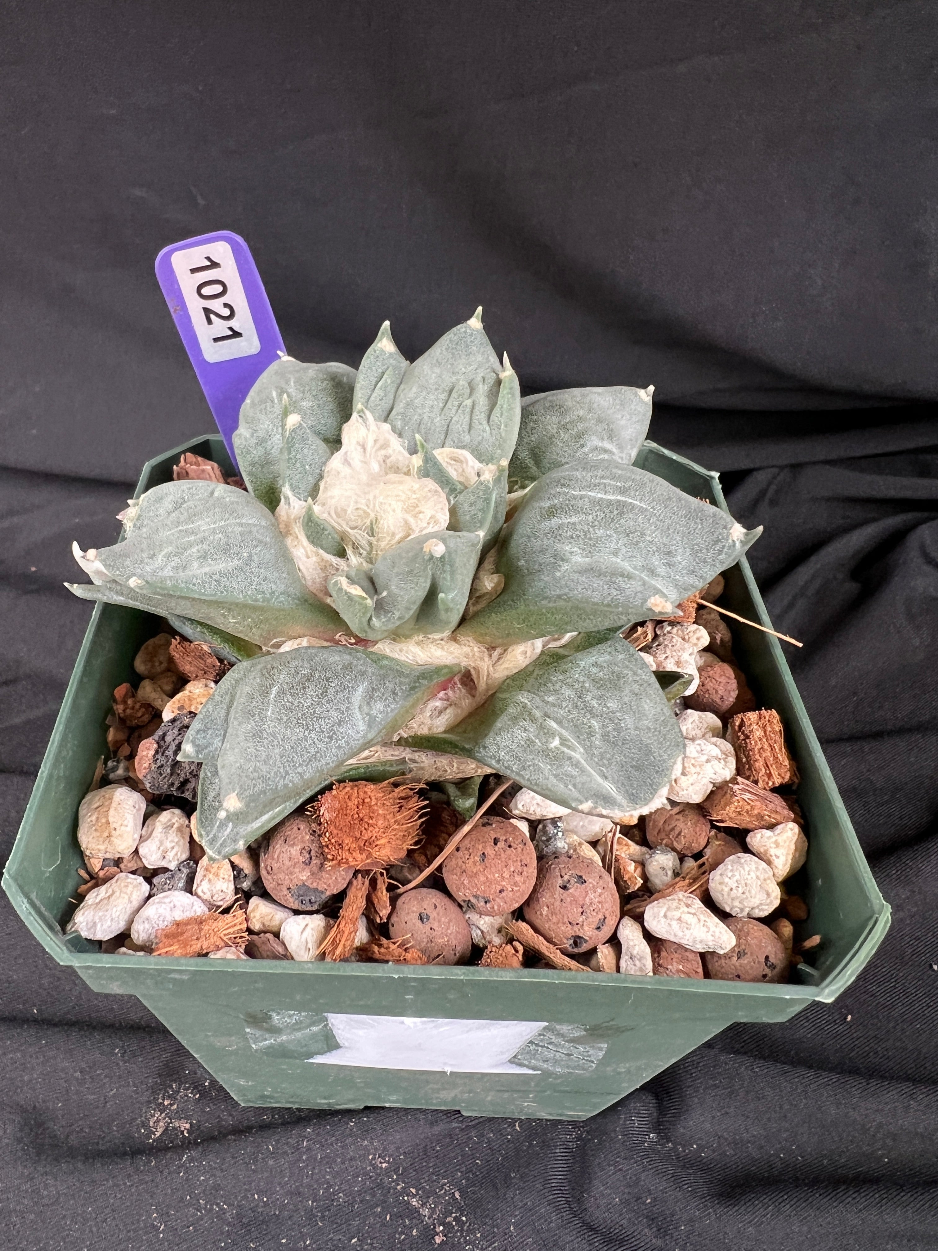 Ariocarpus Retusus cv. Trifinger - 1021