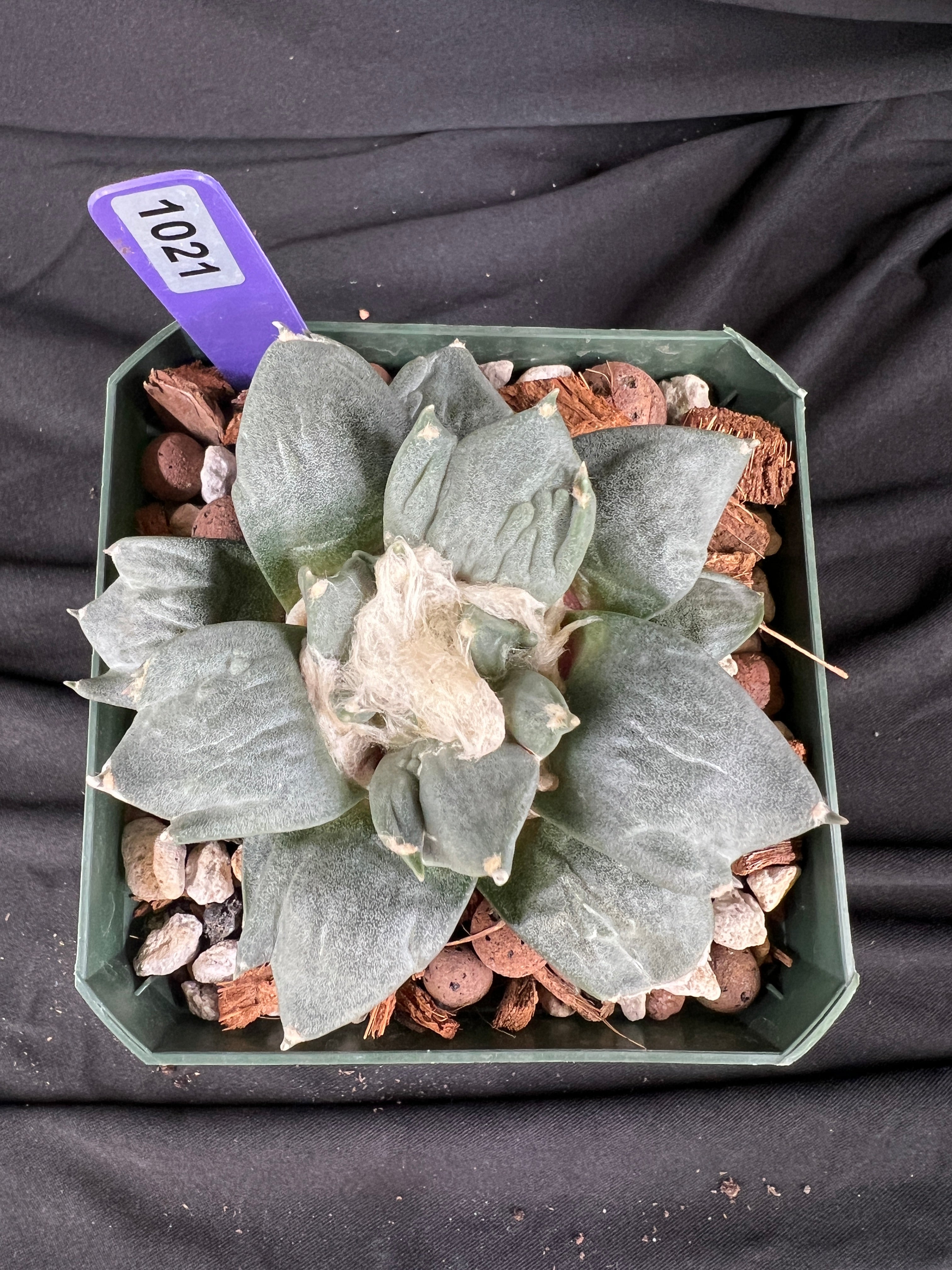 Ariocarpus Retusus cv. Trifinger - 1021
