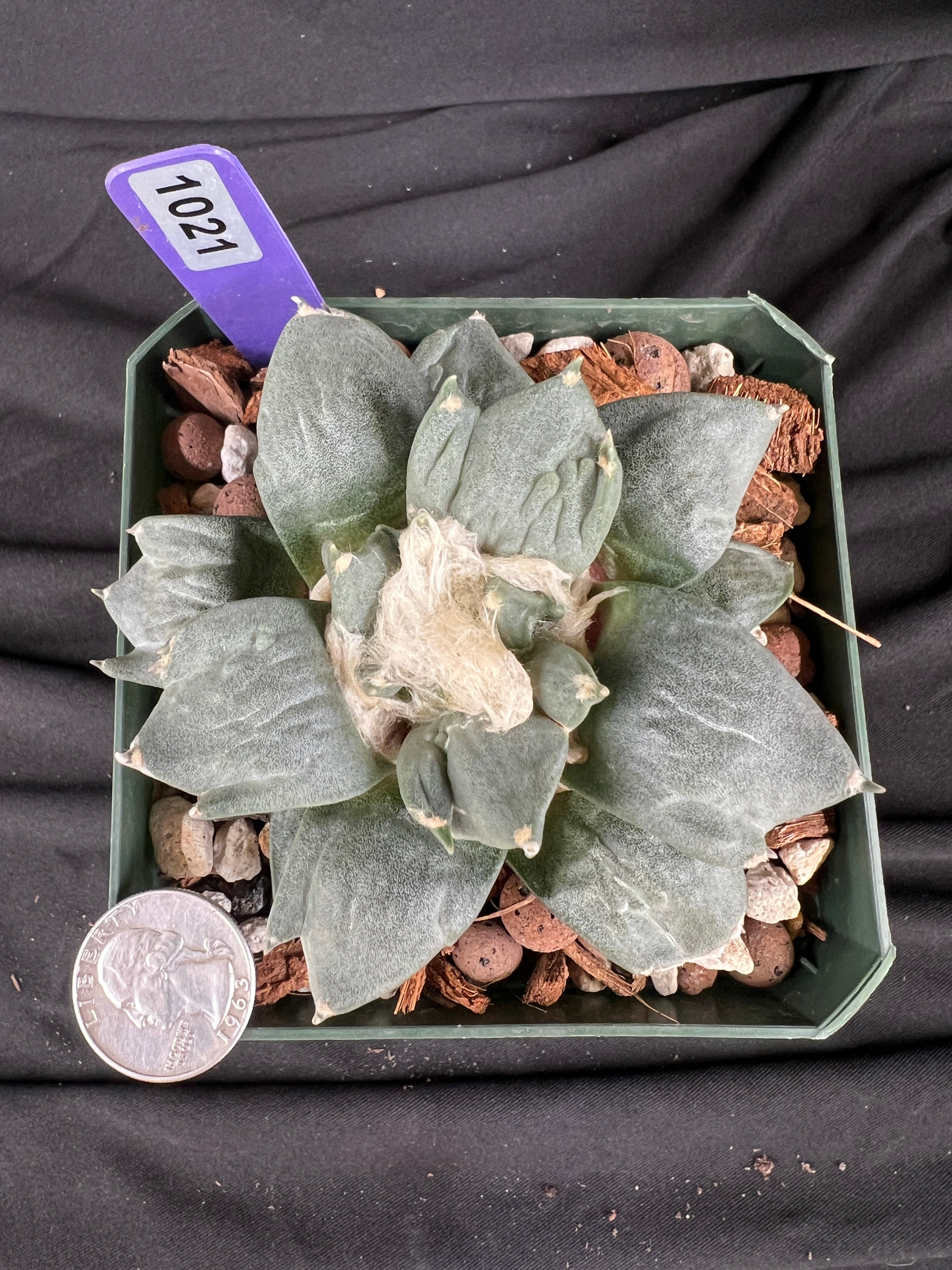 Ariocarpus Retusus cv. Trifinger - 1021