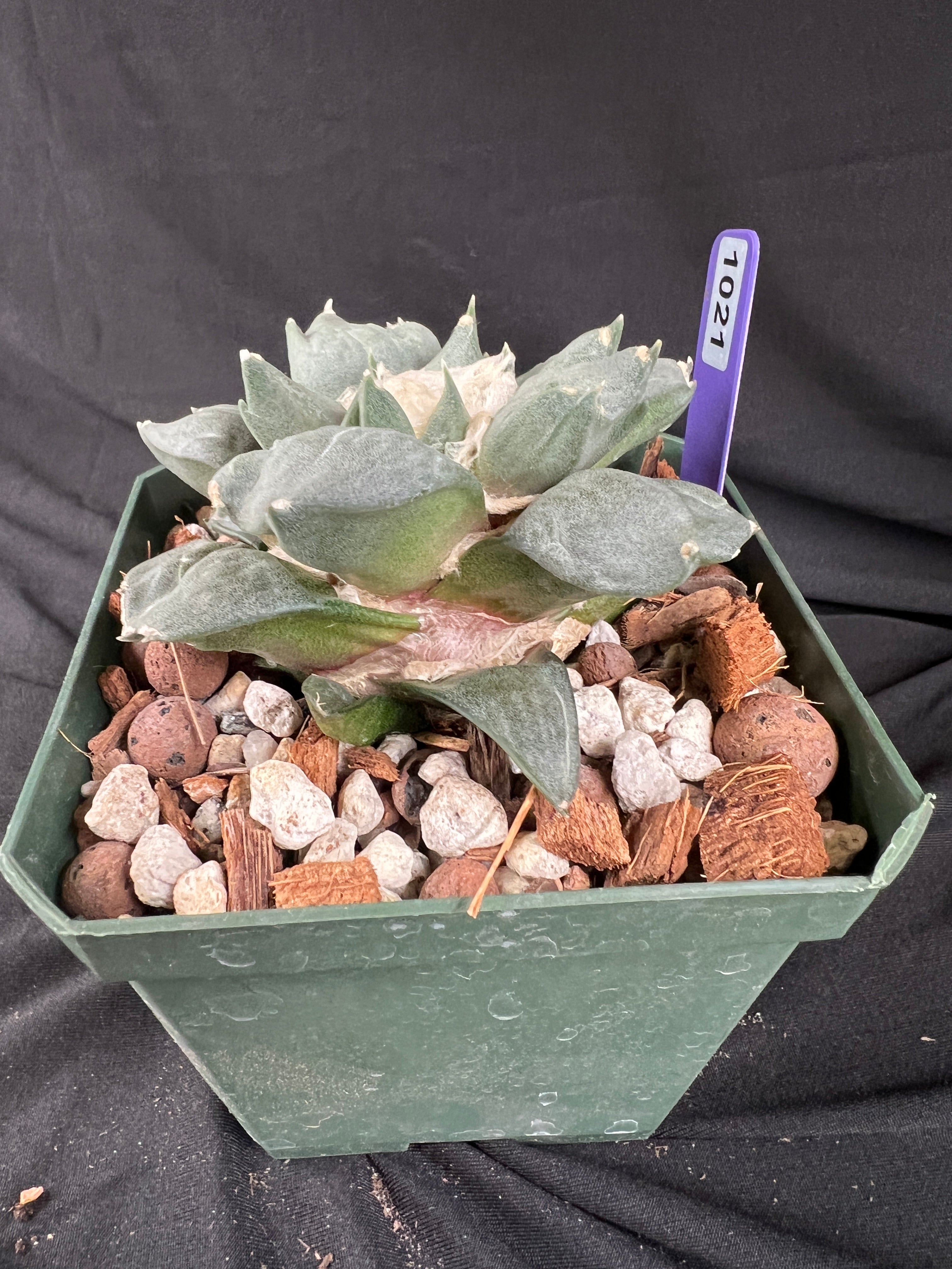 Ariocarpus Retusus cv. Trifinger - 1021