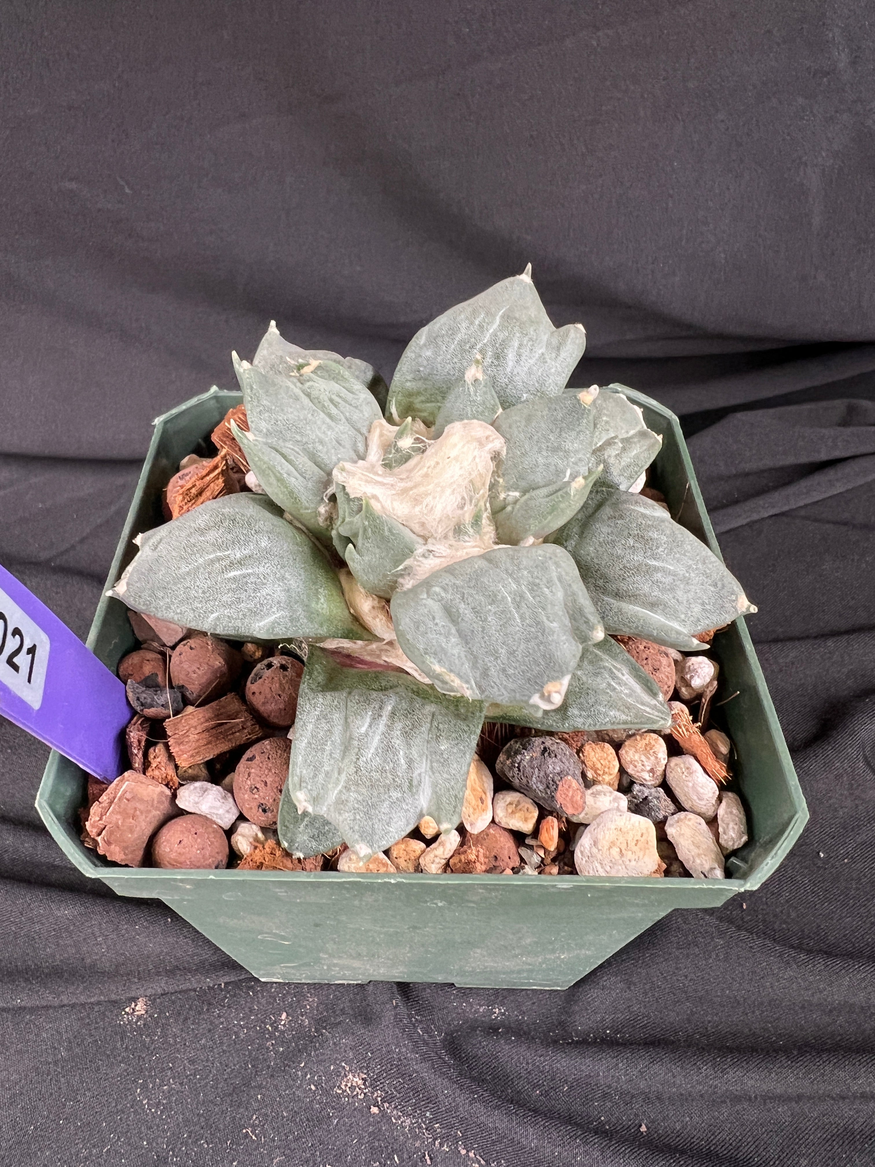 Ariocarpus Retusus cv. Trifinger - 1021