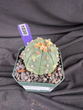 Astrophytum Asterias Variegated cactus - 1030