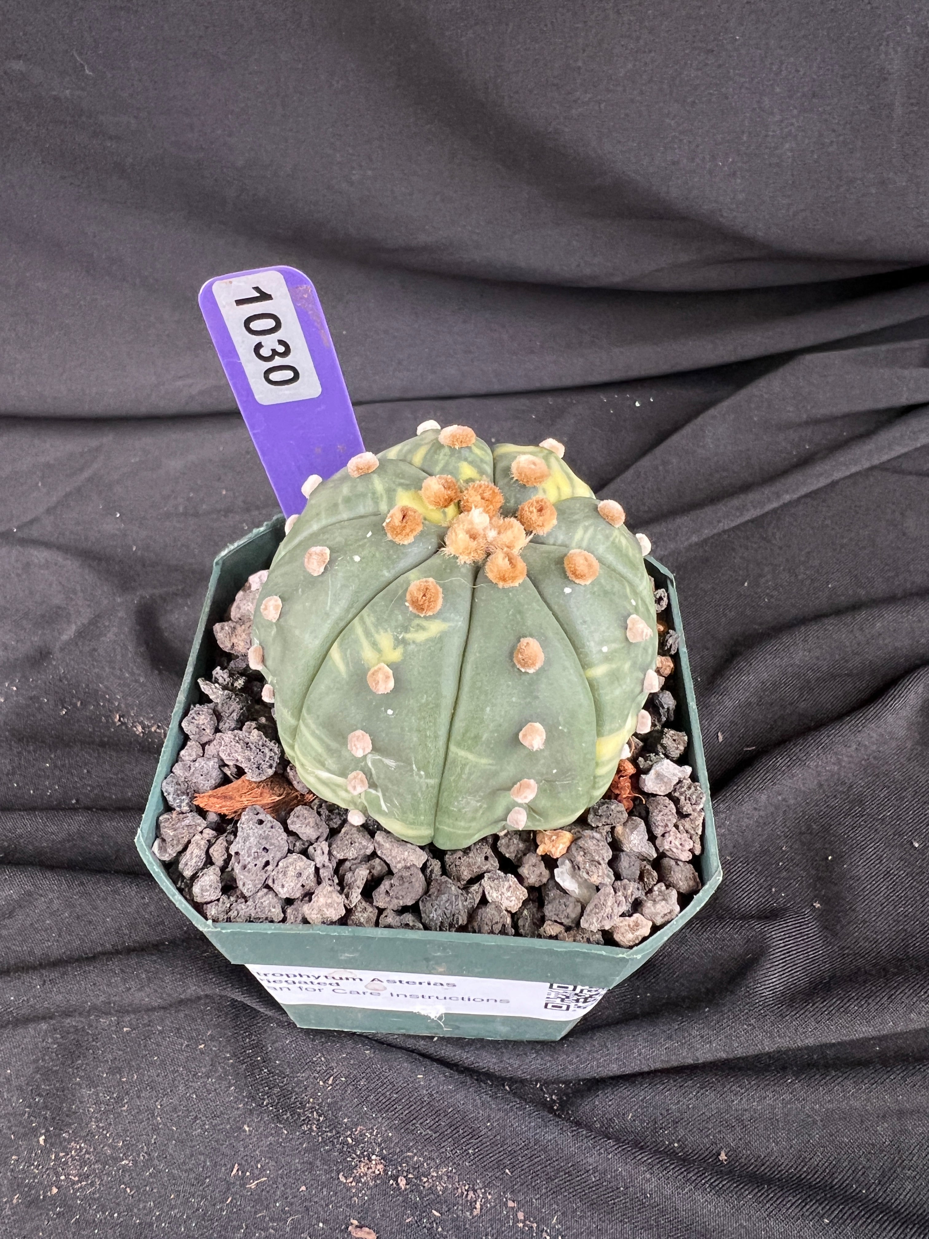 Astrophytum Asterias Variegated cactus - 1030