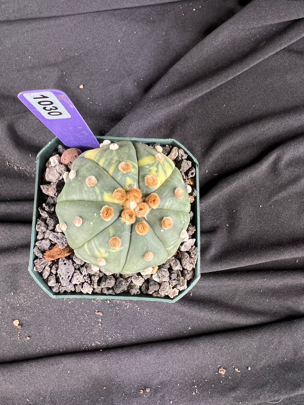 Astrophytum Asterias Variegated cactus - 1030