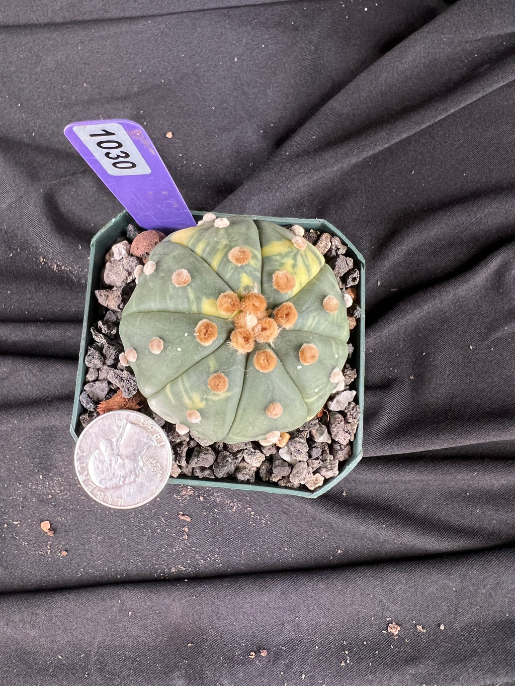 Astrophytum Asterias Variegated cactus - 1030