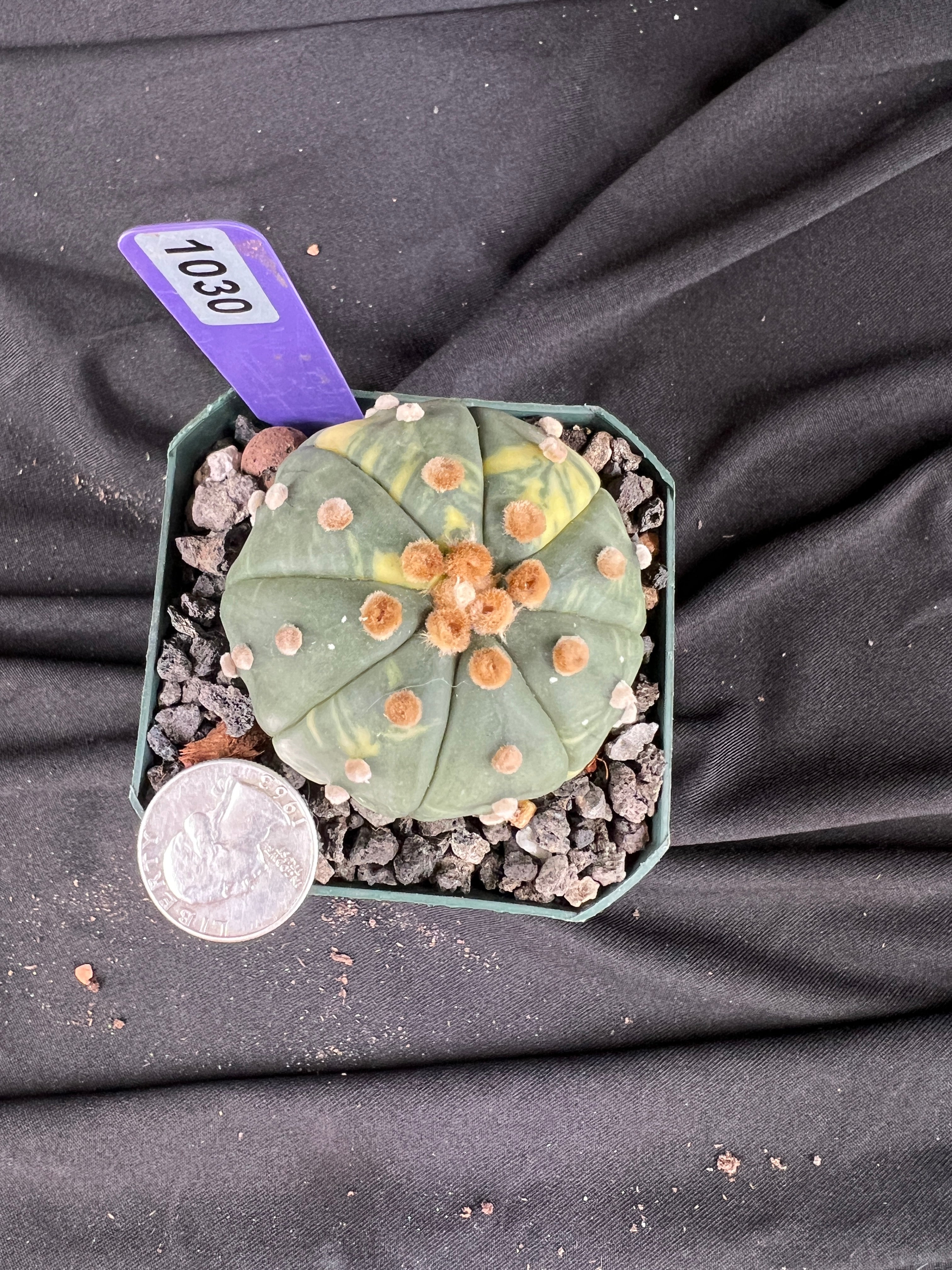Astrophytum Asterias Variegated cactus - 1030
