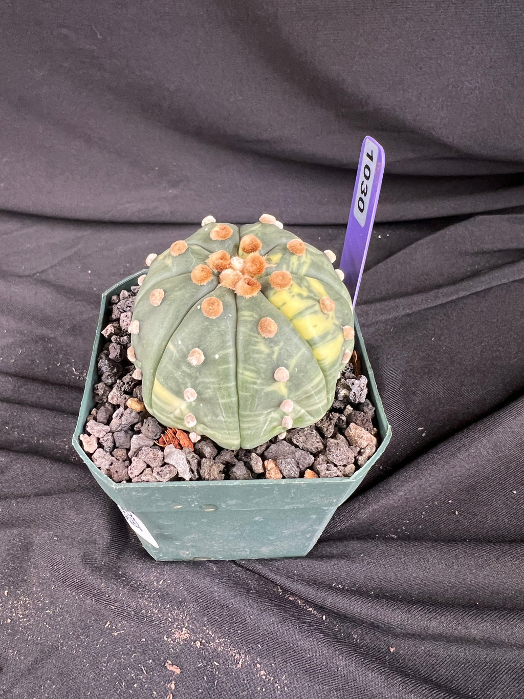 Astrophytum Asterias Variegated cactus - 1030