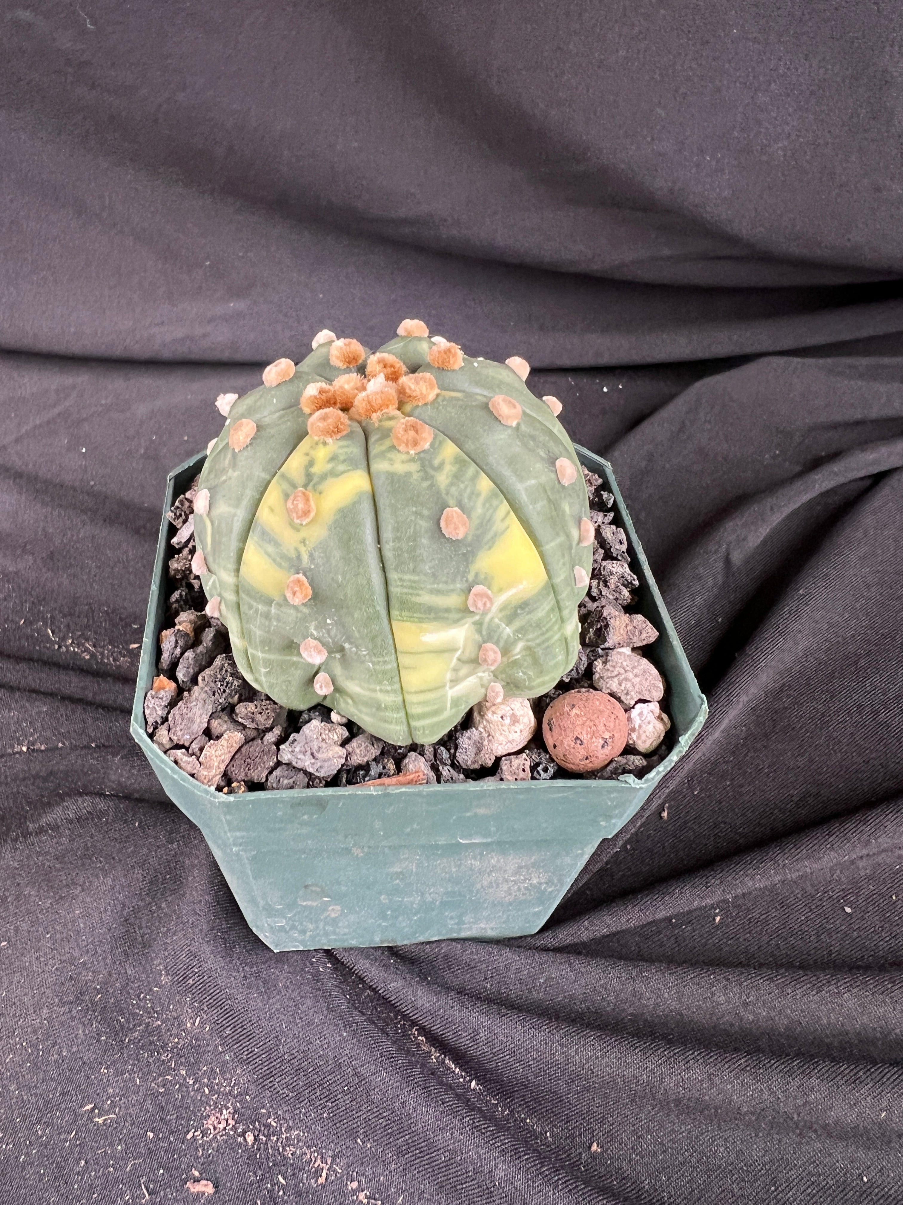 Astrophytum Asterias Variegated cactus - 1030