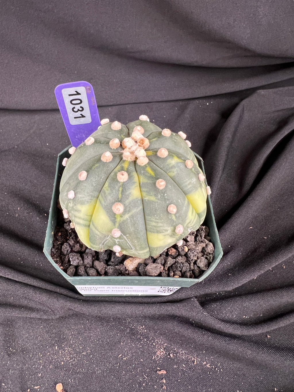 Astrophytum Asterias Variegated cactus - 1031