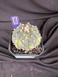 Astrophytum Asterias Variegated cactus - 1031