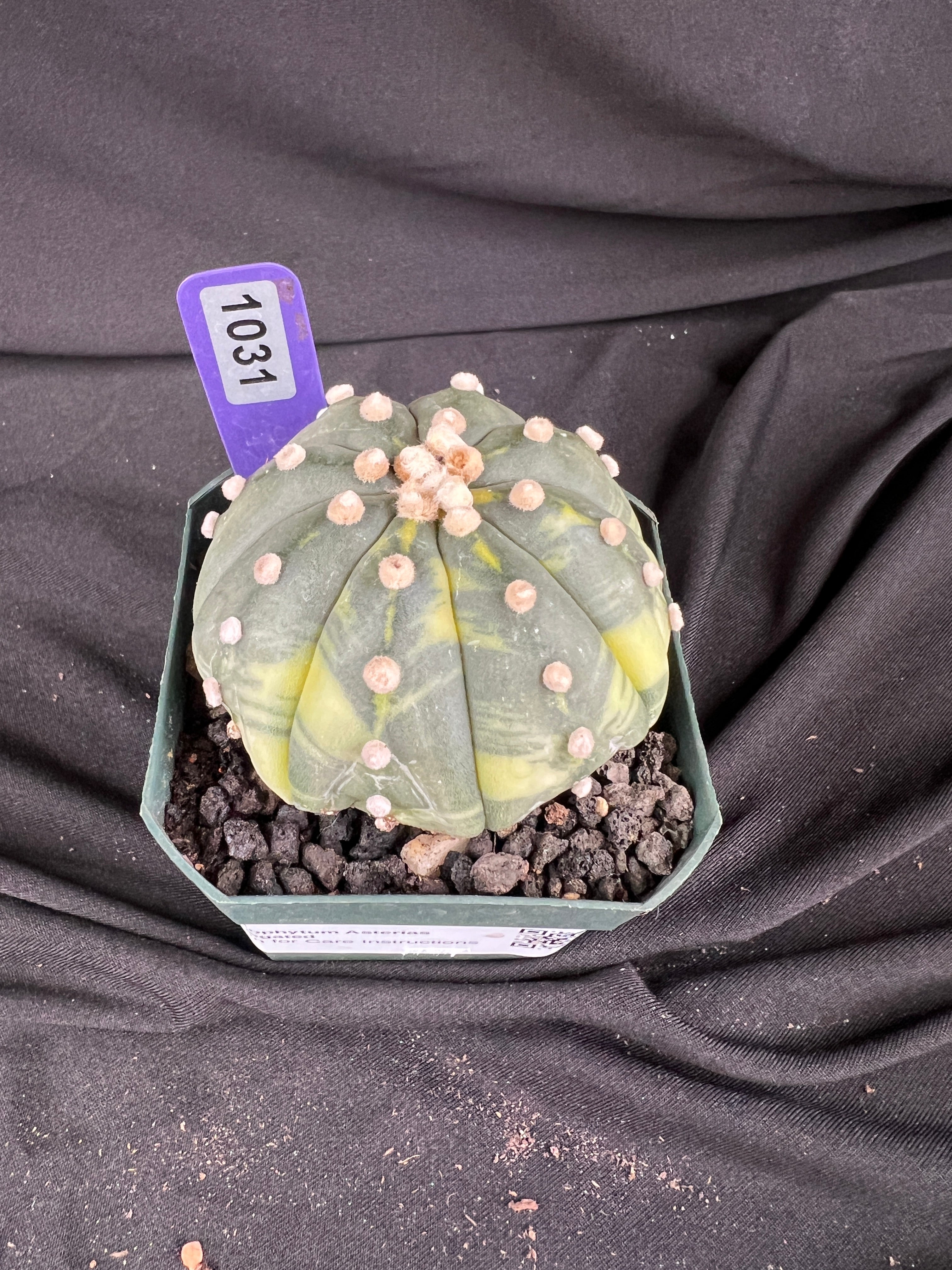 Astrophytum Asterias Variegated cactus - 1031