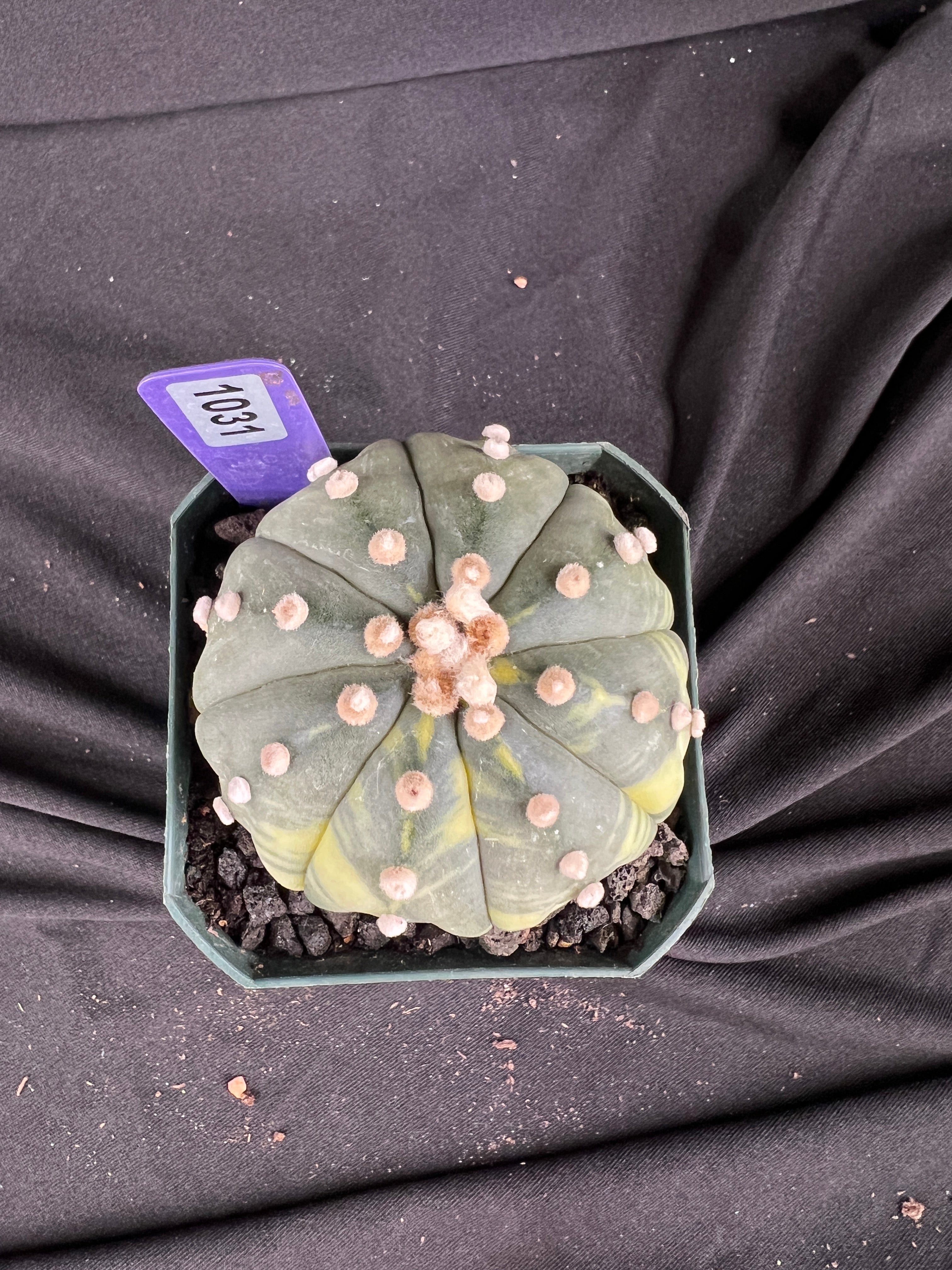 Astrophytum Asterias Variegated cactus - 1031