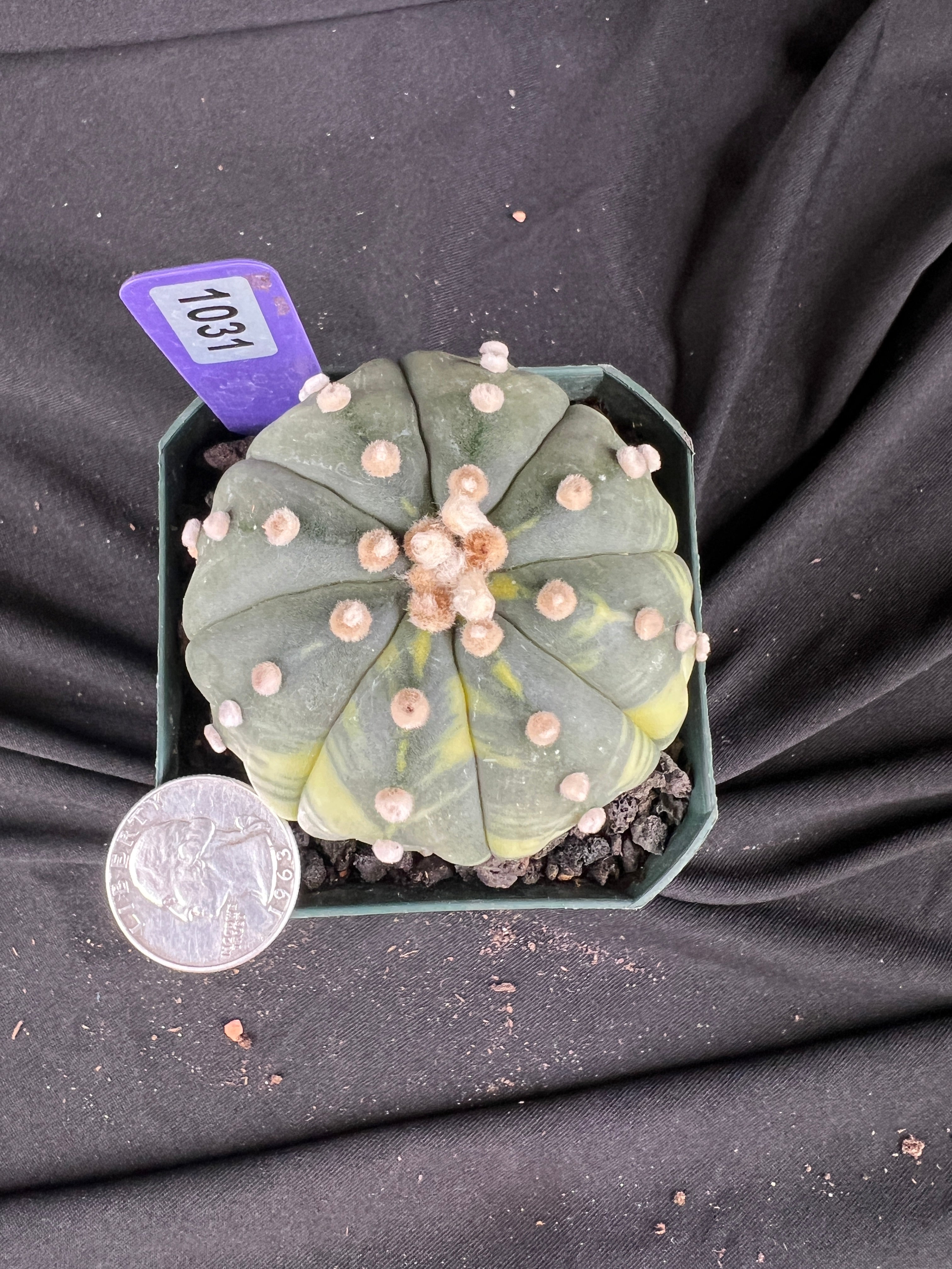 Astrophytum Asterias Variegated cactus - 1031