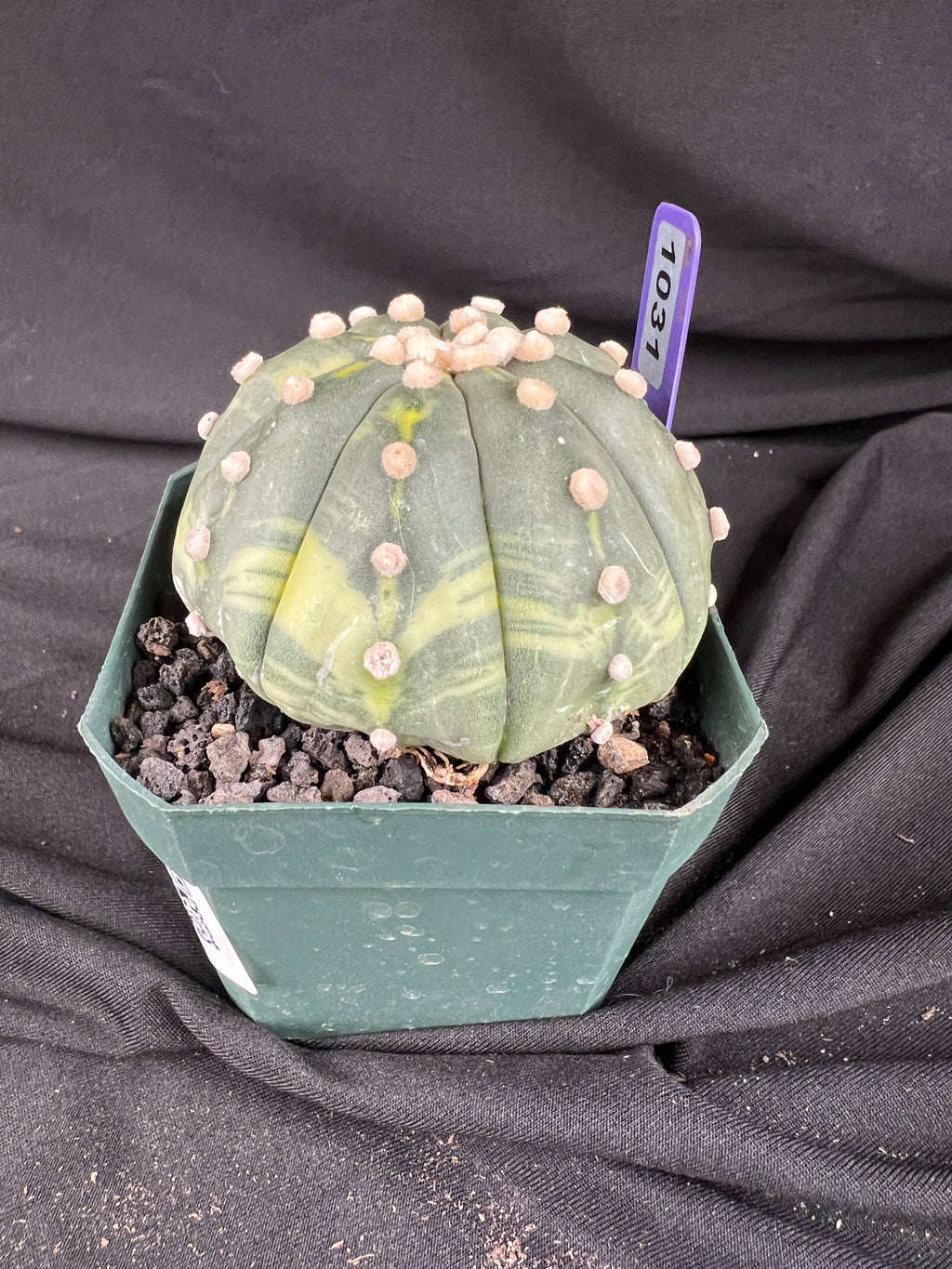 Astrophytum Asterias Variegated cactus - 1031
